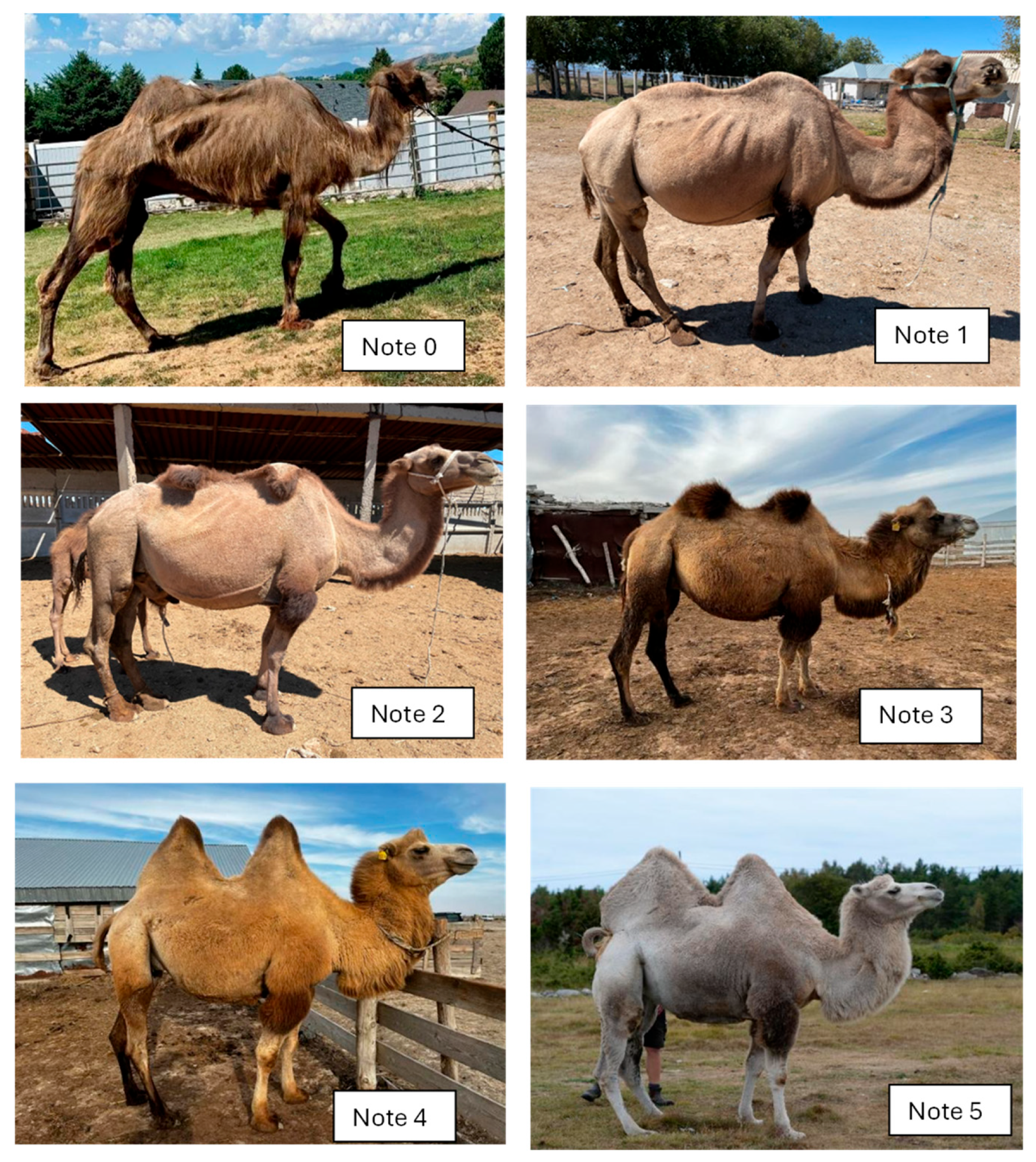 Animals 15 03157 g008 Animals 15 03157 g008