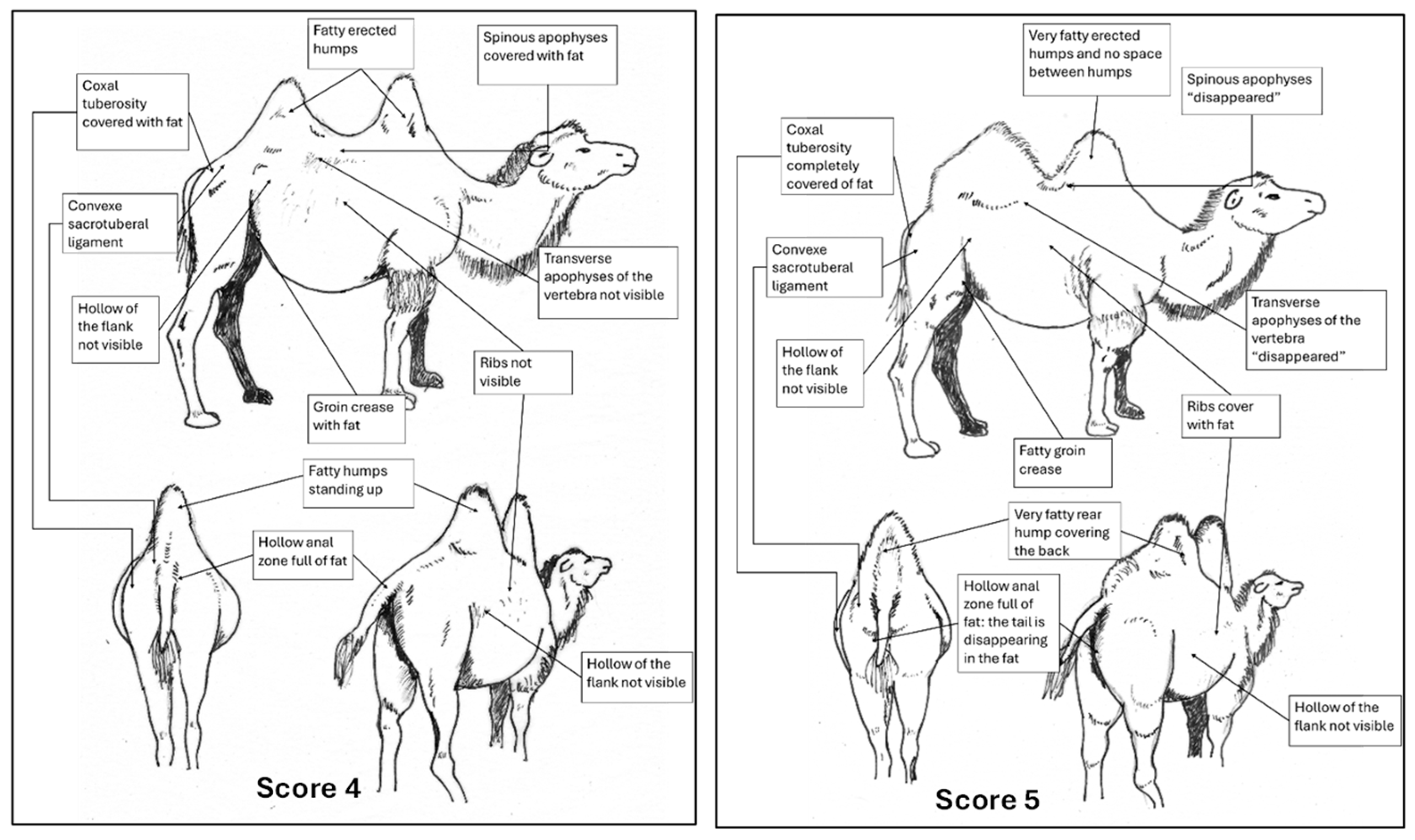 Animals 15 03157 g009b Animals 15 03157 g009b