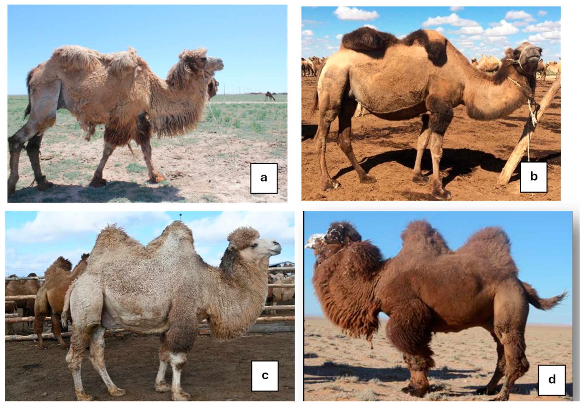 Animals 15 03157 g010 Animals 15 03157 g010