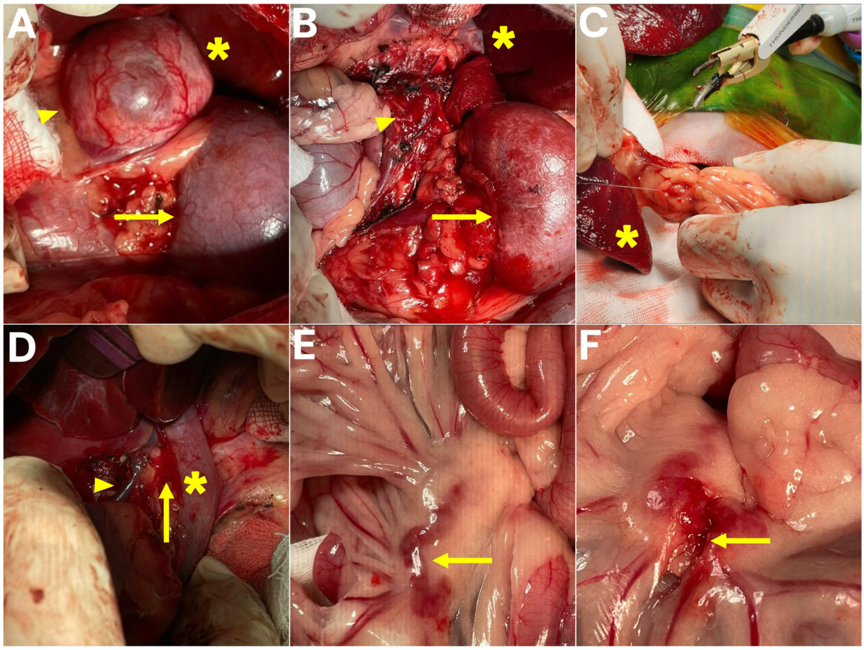 Animals 15 03159 g003