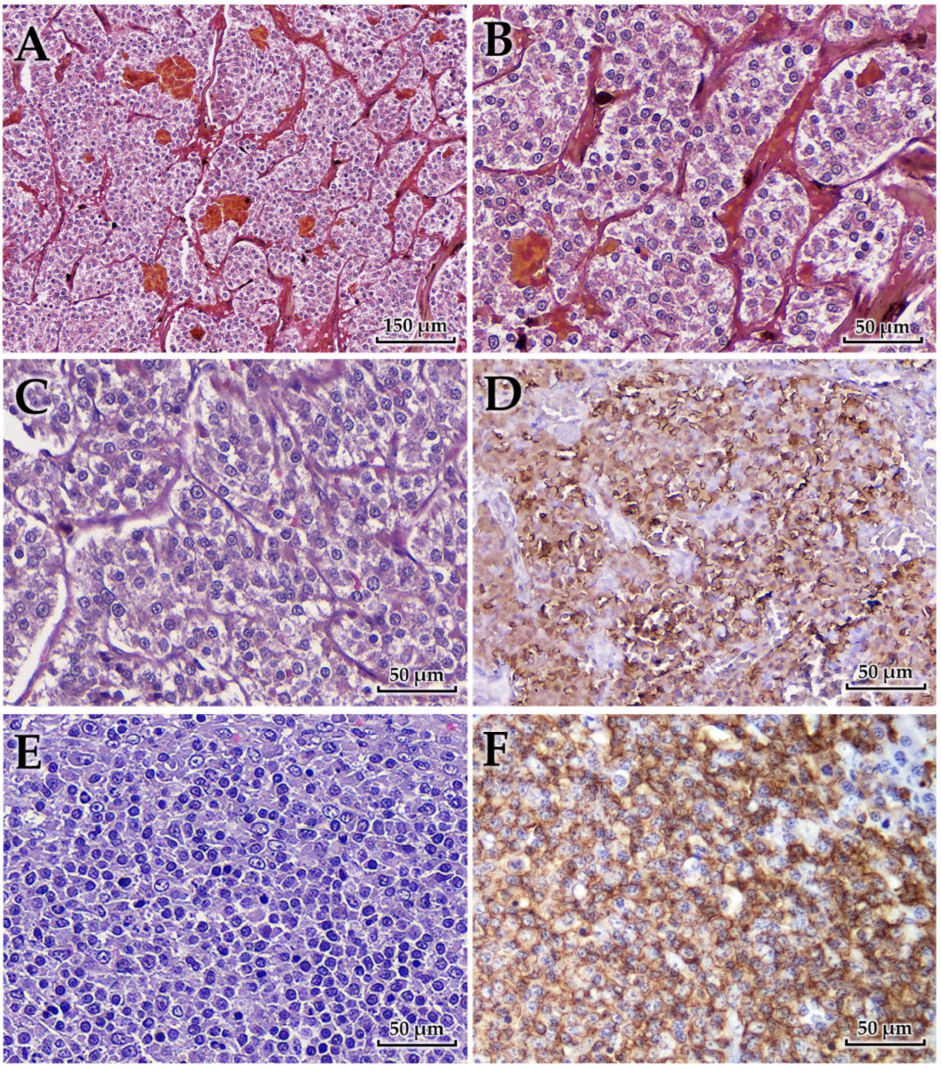 Animals 15 03159 g004