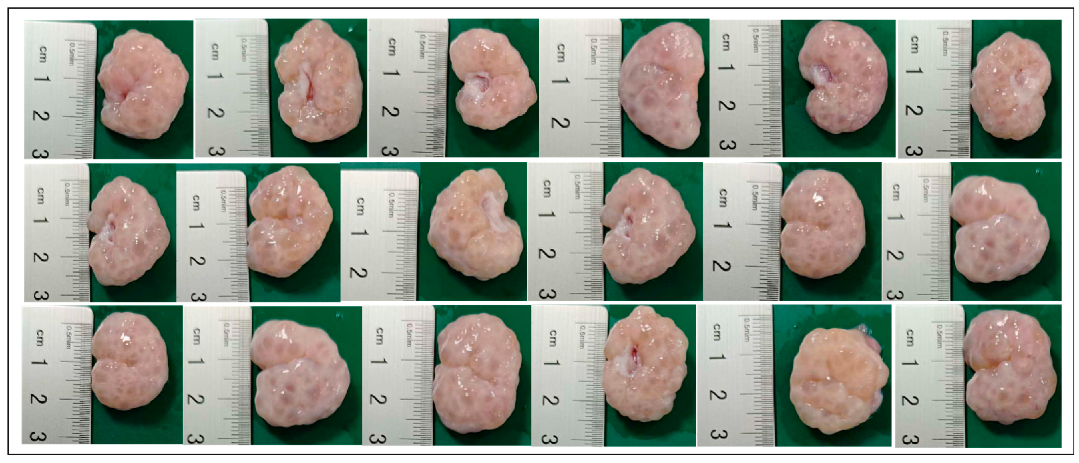 Animals 15 03163 g001