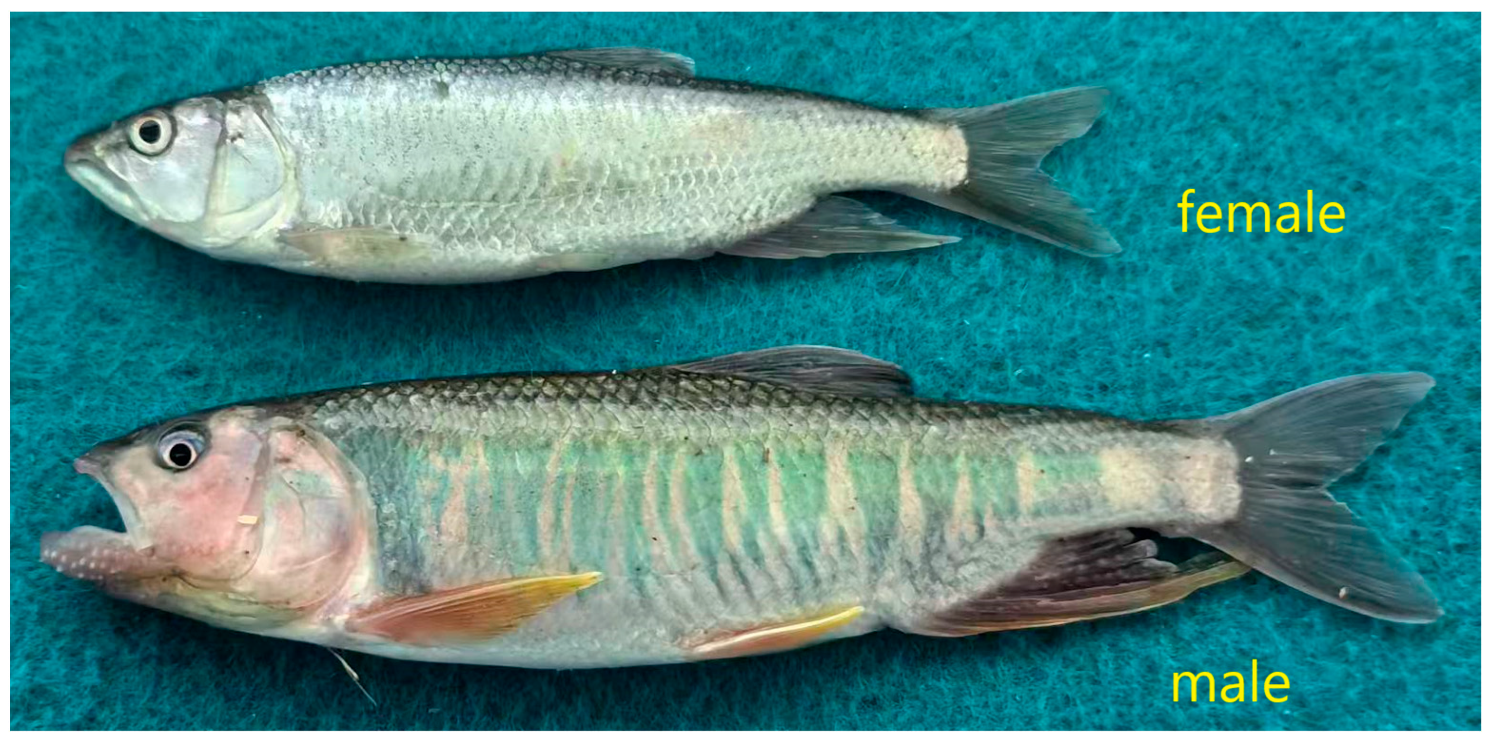 Animals 15 03164 g001