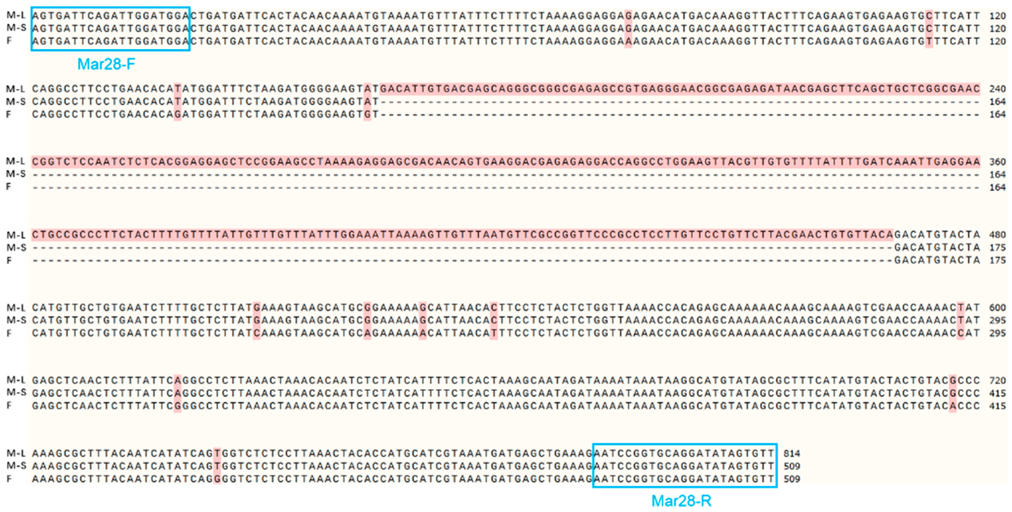 Animals 15 03164 g005