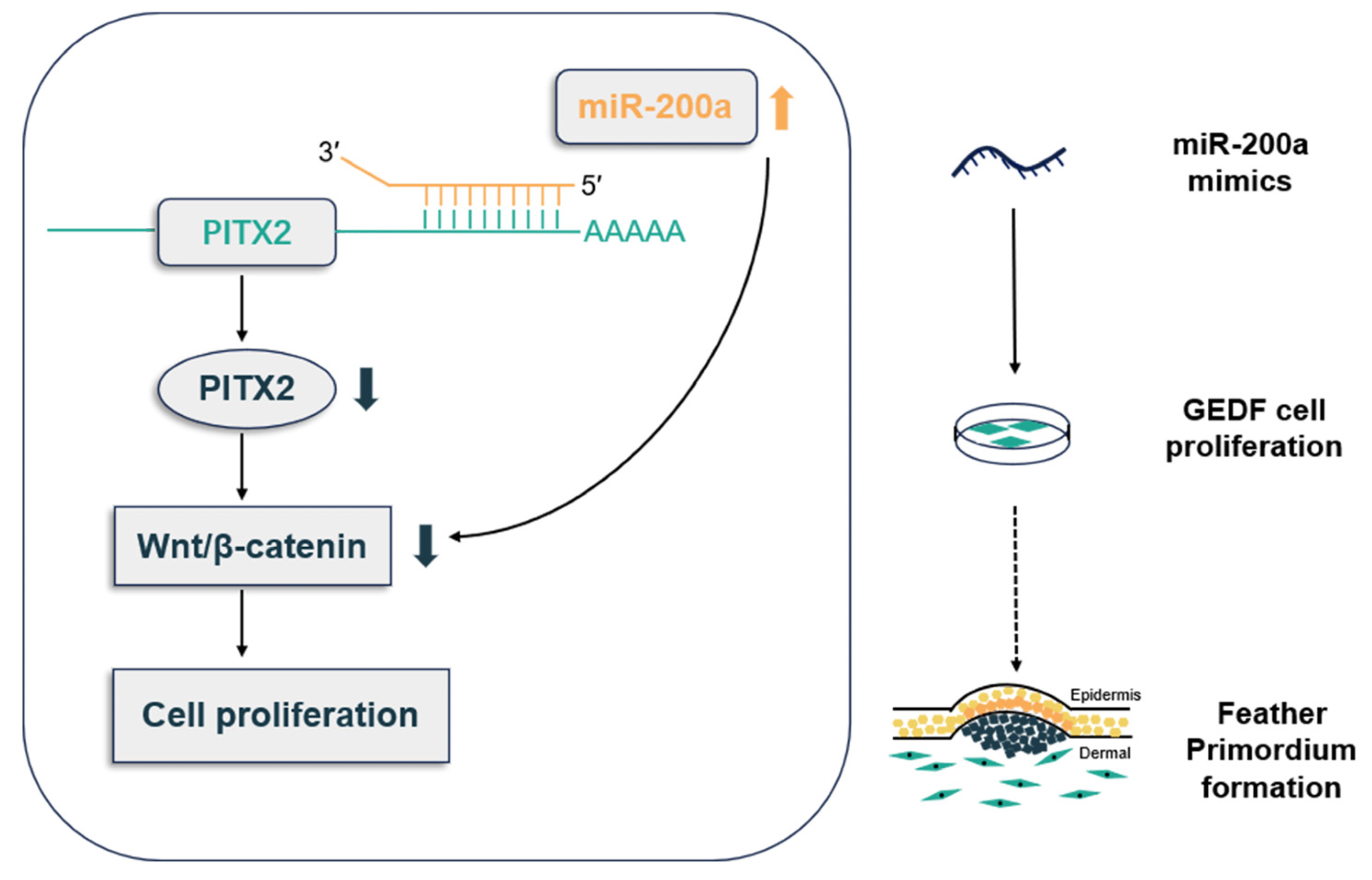 Animals 15 03171 g008 Animals 15 03171 g008