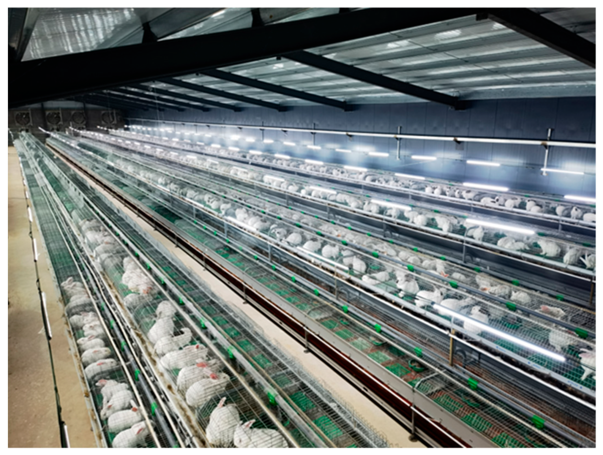 Animals 15 03177 g001