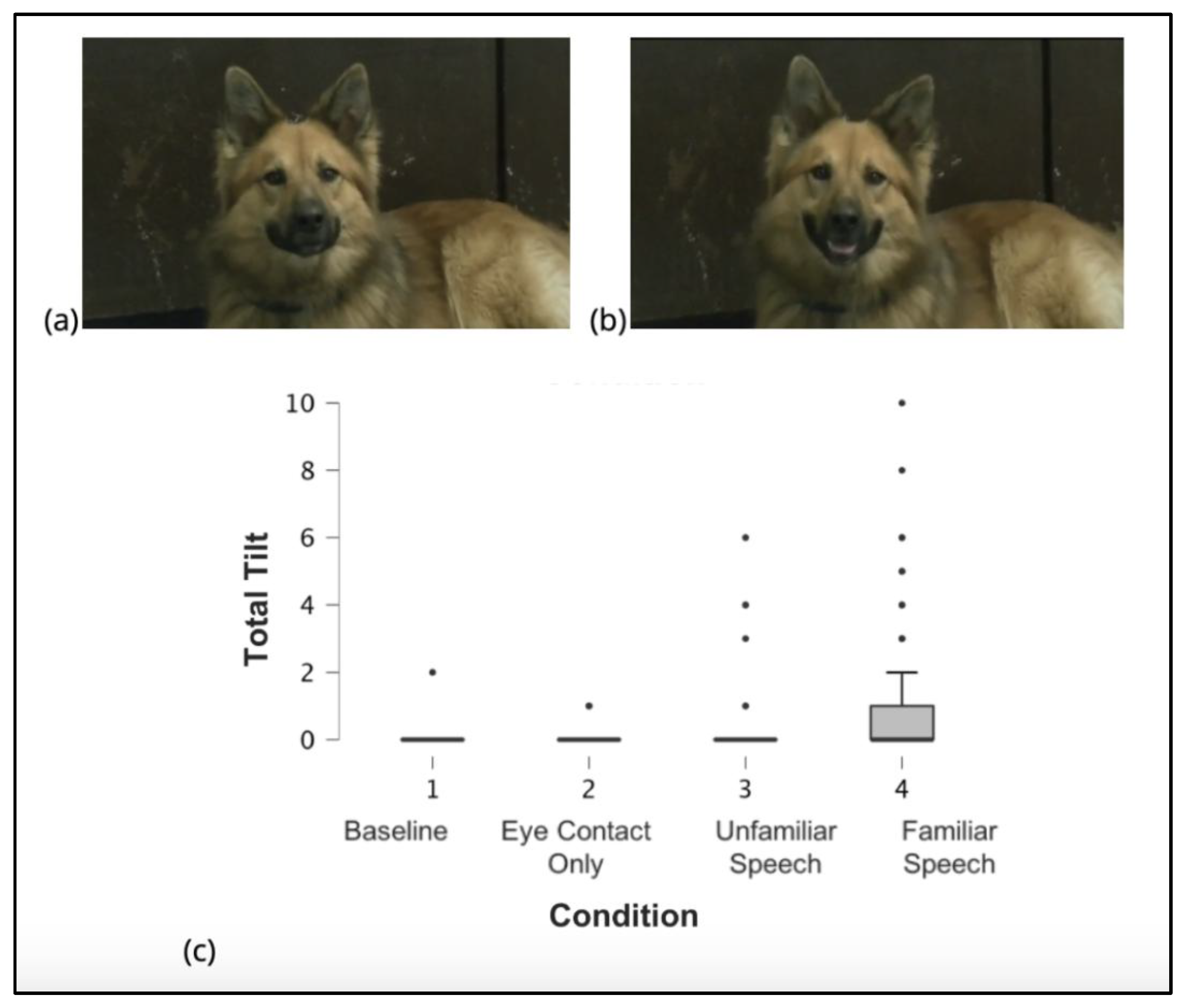 Animals 15 03179 g001