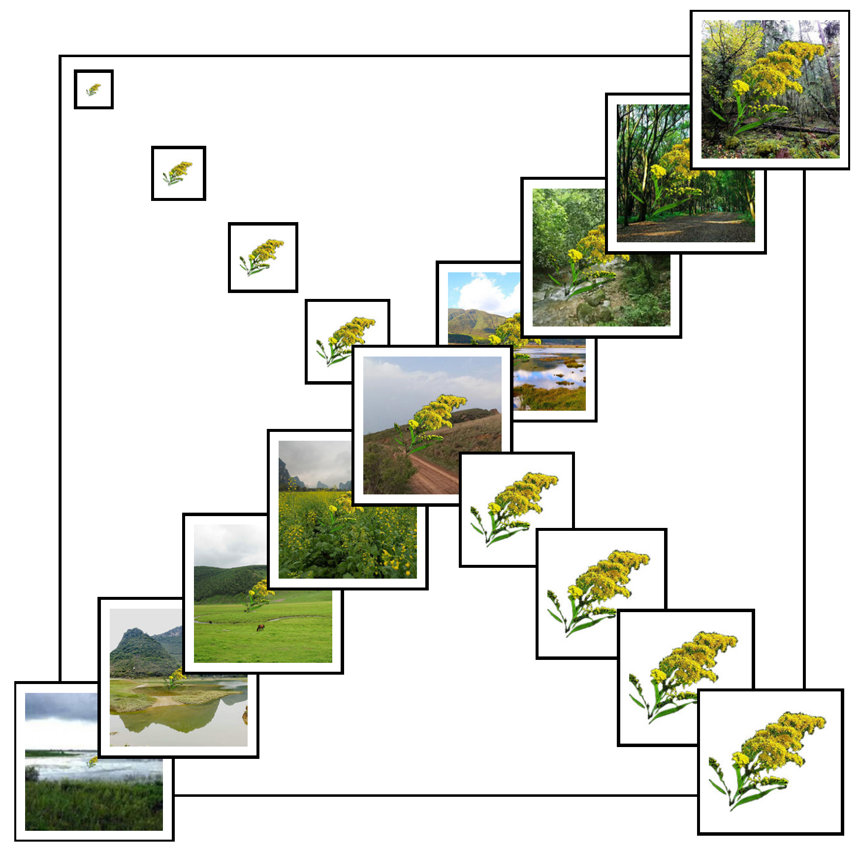 Animals 15 03181 g001 Animals 15 03181 g001