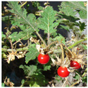 Animals 15 03181 i001 Animals 15 03181 i001