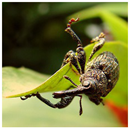 Animals 15 03181 i004 Animals 15 03181 i004