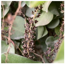 Animals 15 03181 i007 Animals 15 03181 i007