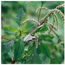 Animals 15 03181 i010 Animals 15 03181 i010