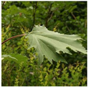 Animals 15 03181 i013 Animals 15 03181 i013