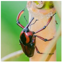 Animals 15 03181 i016 Animals 15 03181 i016