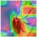 Animals 15 03181 i017 Animals 15 03181 i017