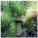 Animals 15 03181 i019 Animals 15 03181 i019