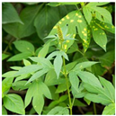 Animals 15 03181 i022 Animals 15 03181 i022