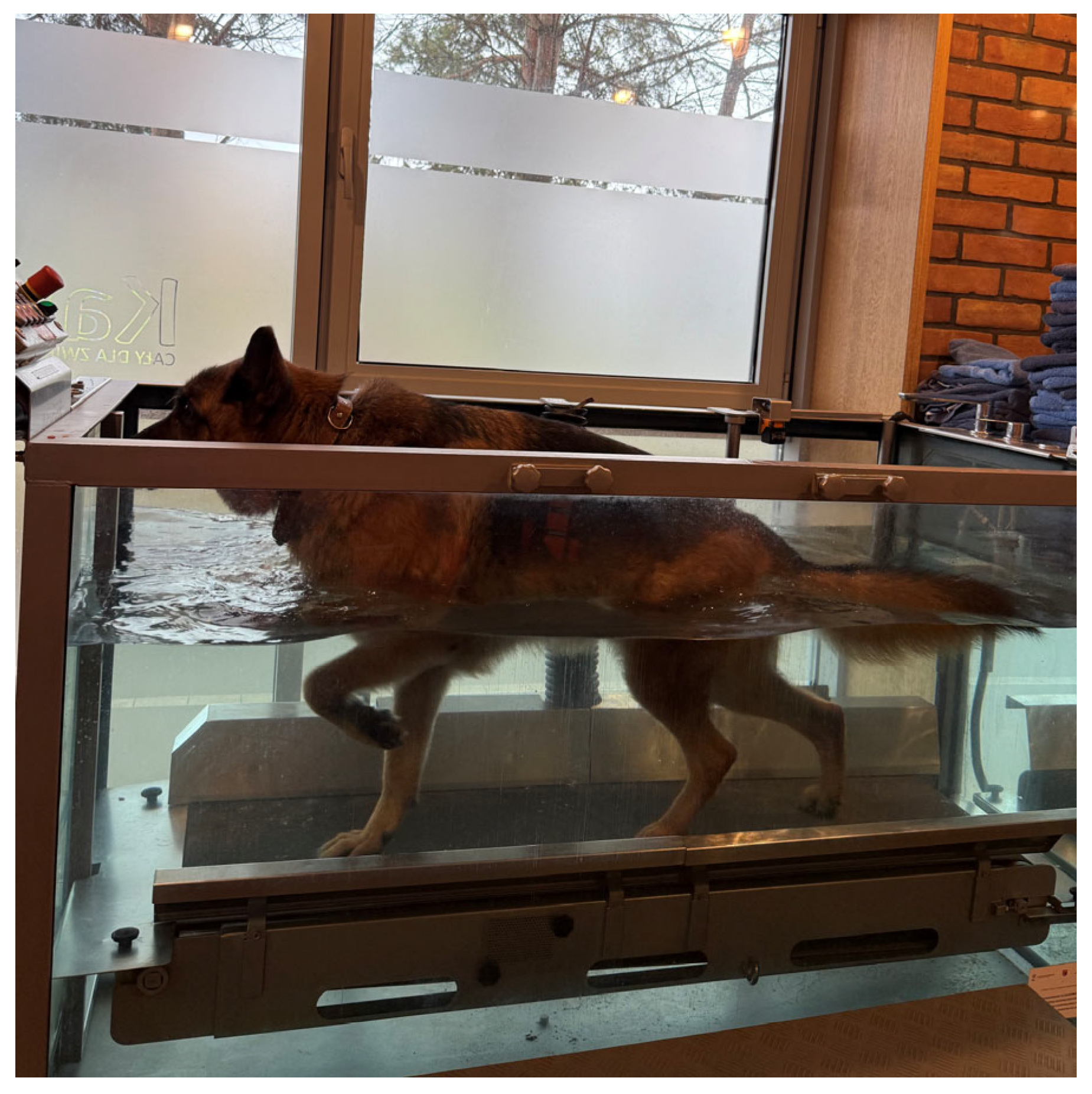 Animals 15 03186 g001