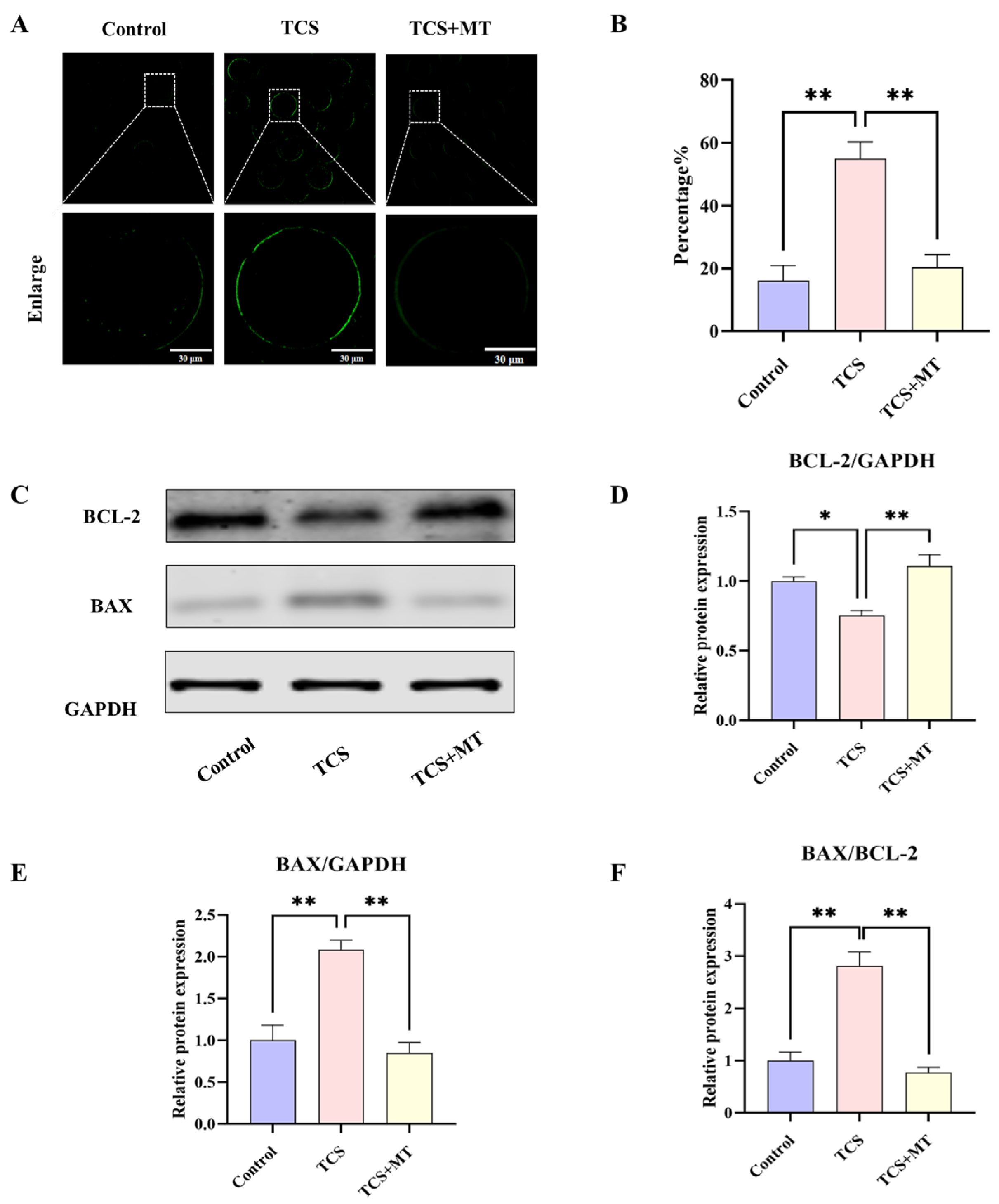 Animals 15 03193 g003 Animals 15 03193 g003