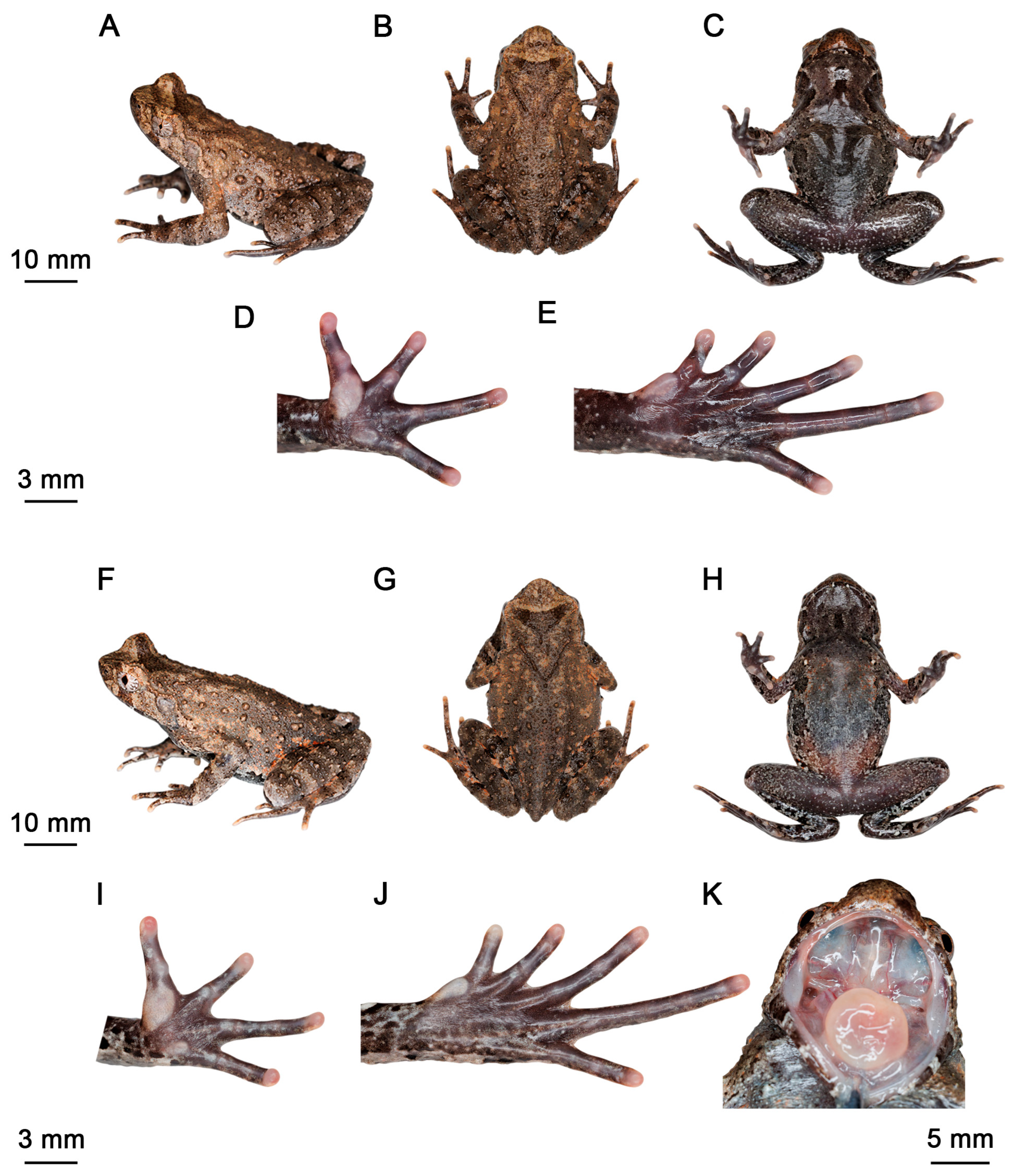 Animals 15 03197 g003 Animals 15 03197 g003