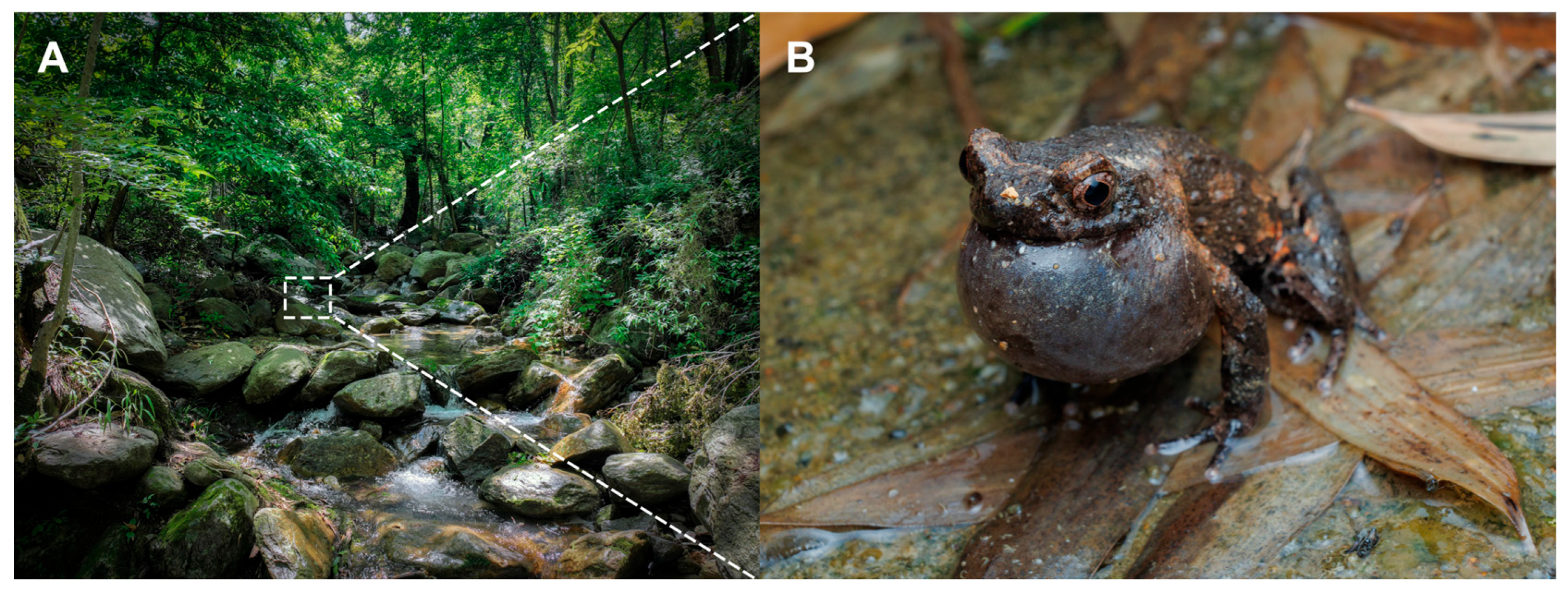 Animals 15 03197 g005 Animals 15 03197 g005