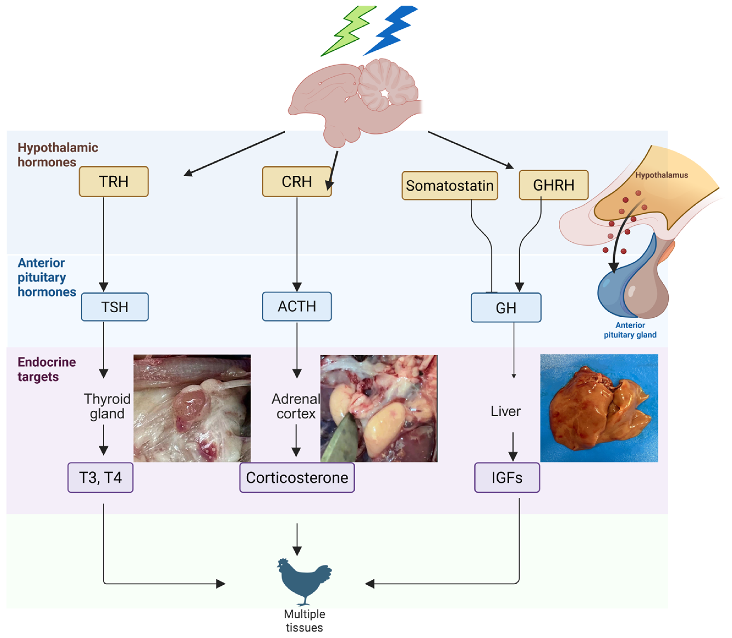 Animals 15 03209 g001