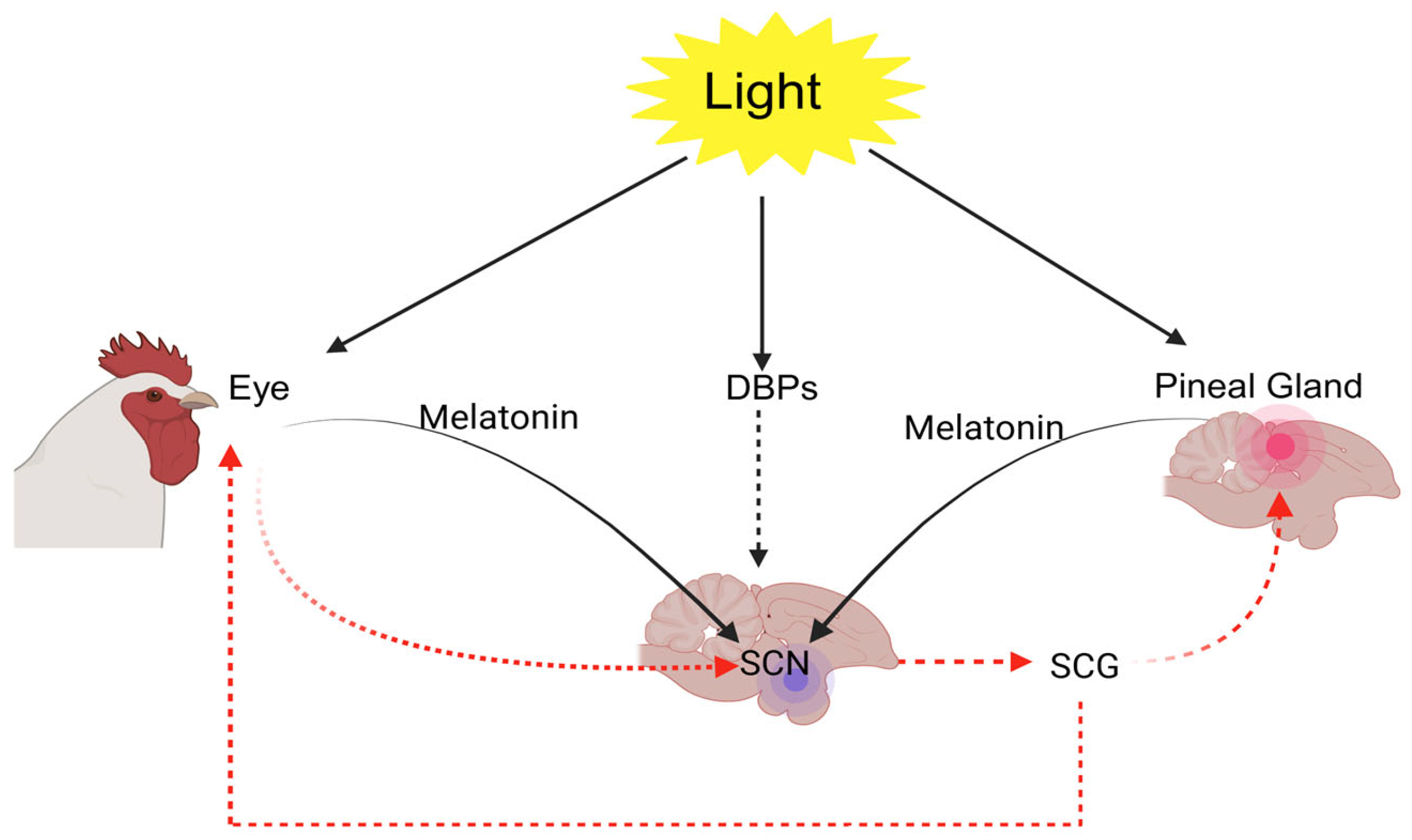 Animals 15 03209 g002