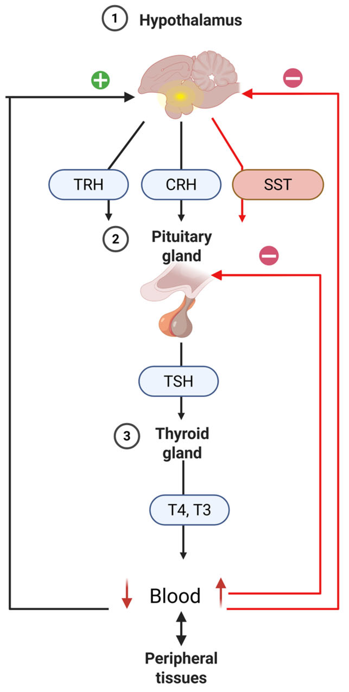 Animals 15 03209 g004