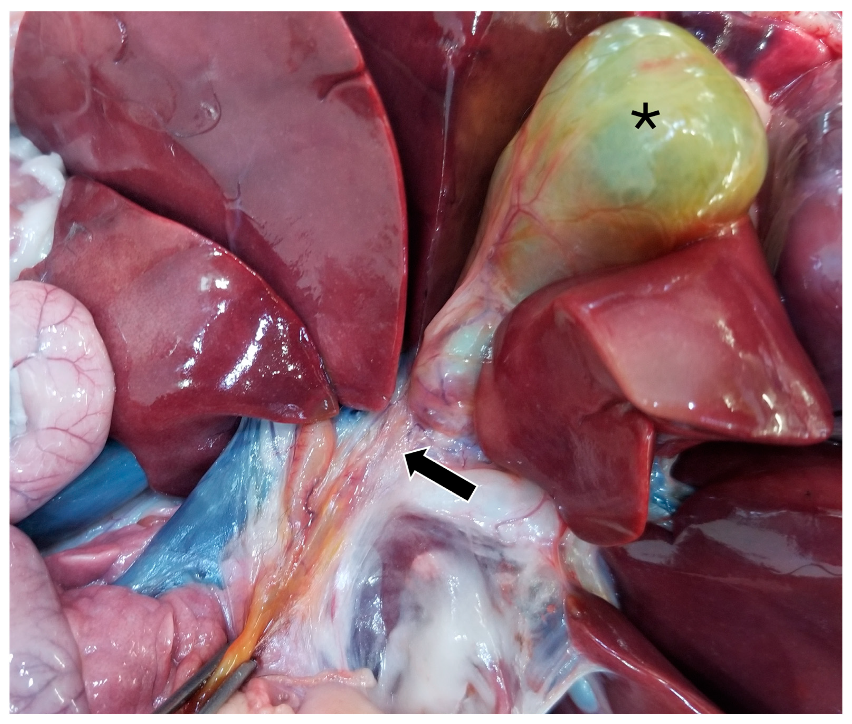 Animals 15 03213 g005