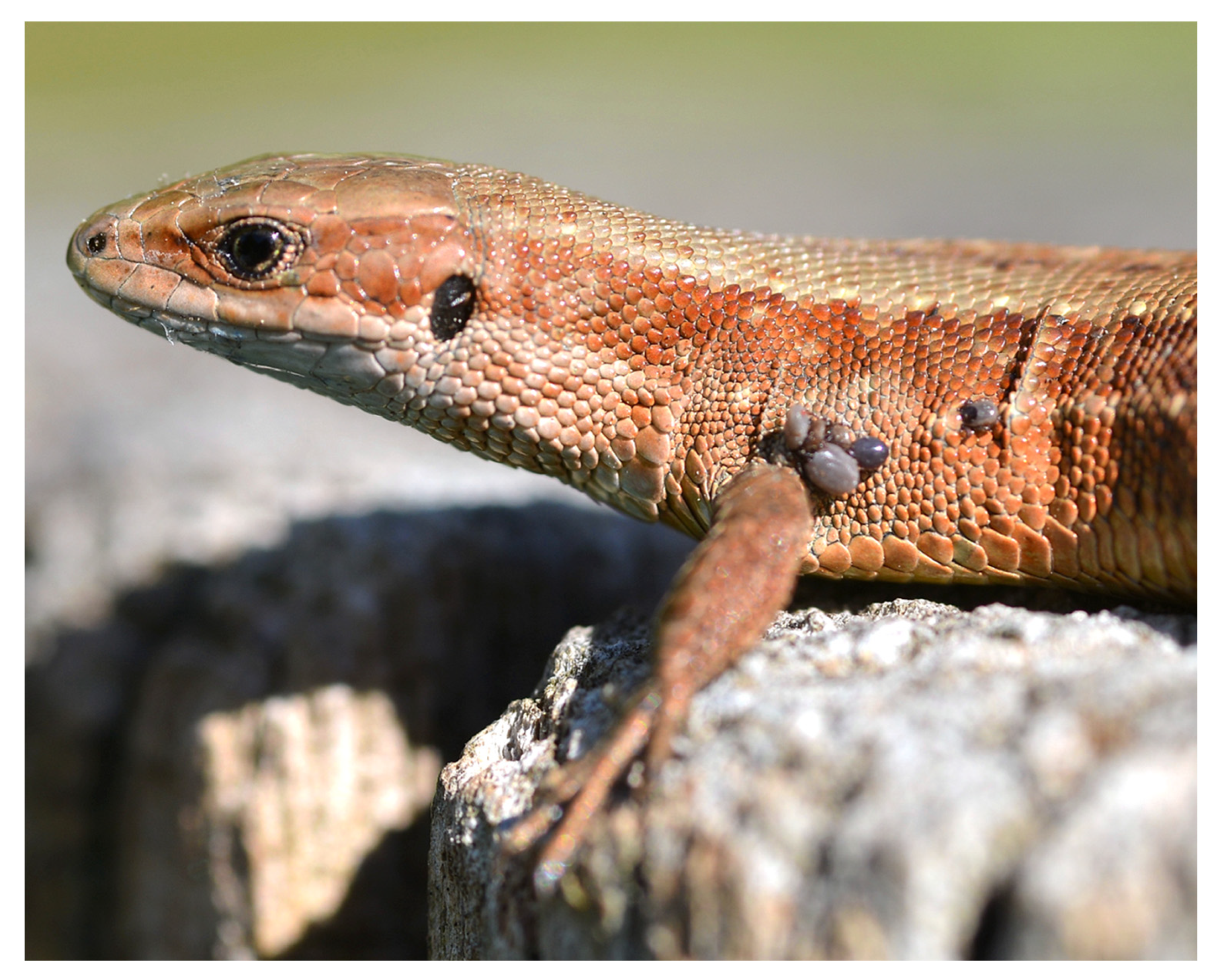 Animals 15 03220 g002b Animals 15 03220 g002b