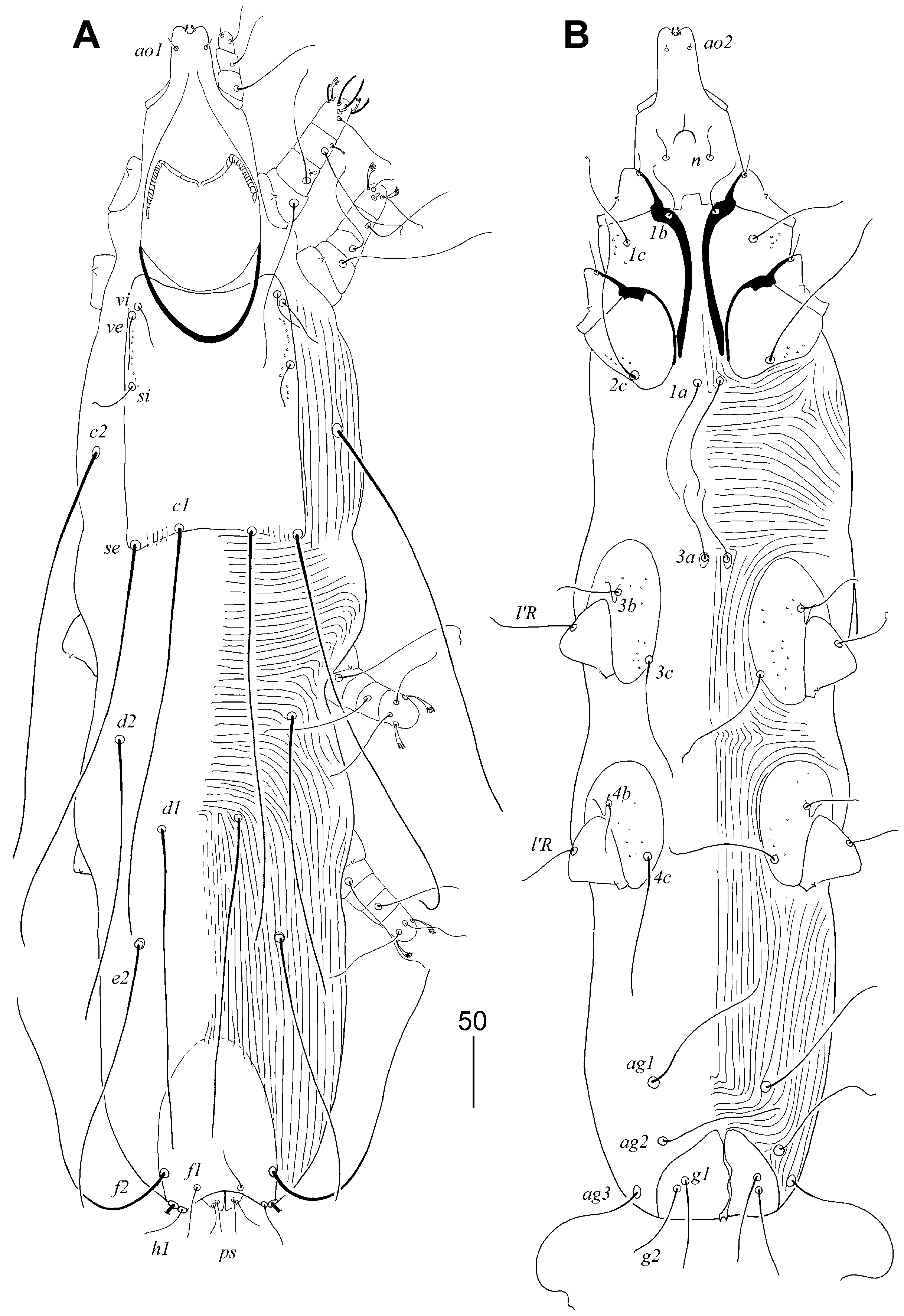 Animals 15 03227 g001 Animals 15 03227 g001