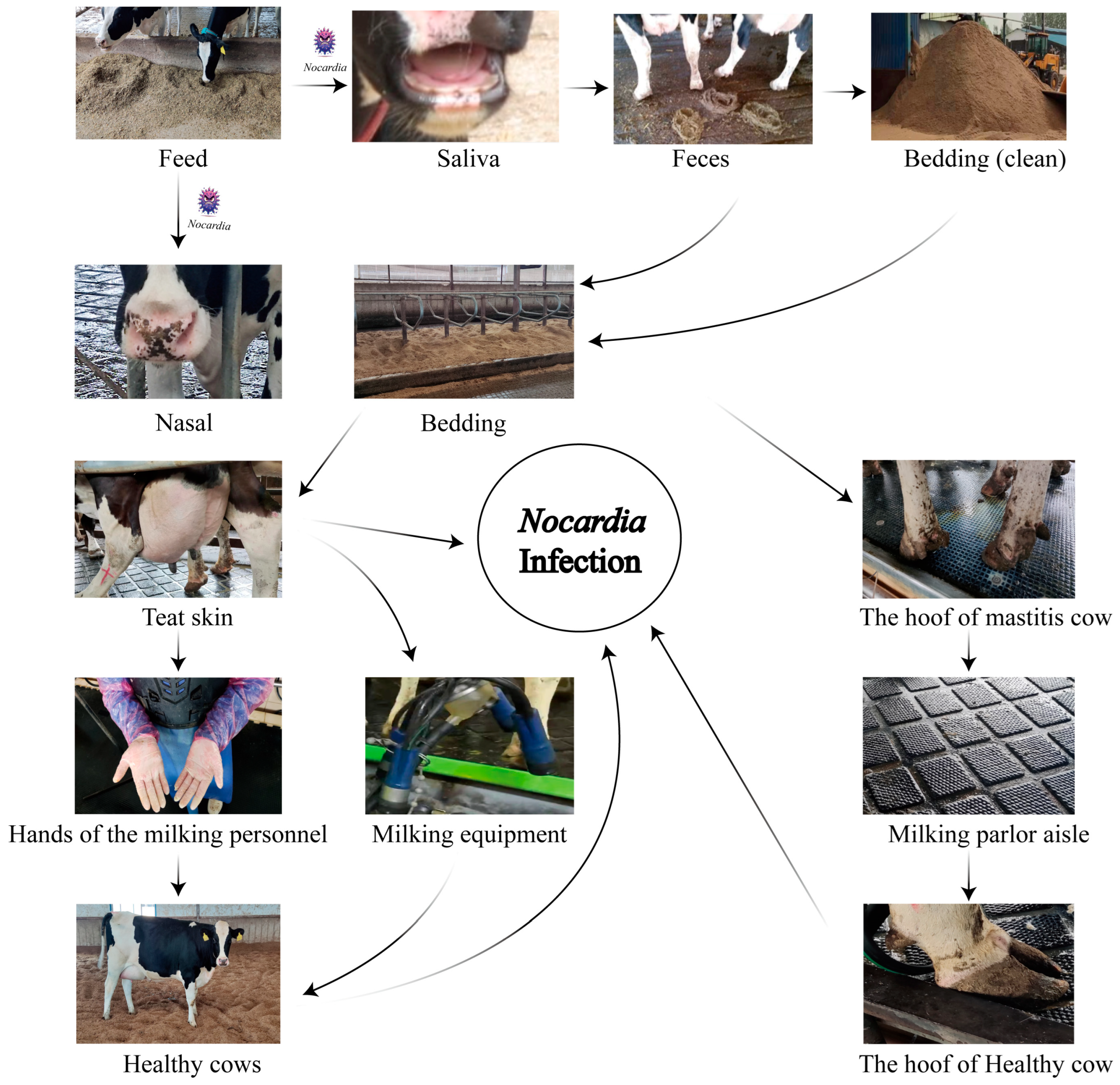 Animals 15 03229 g006