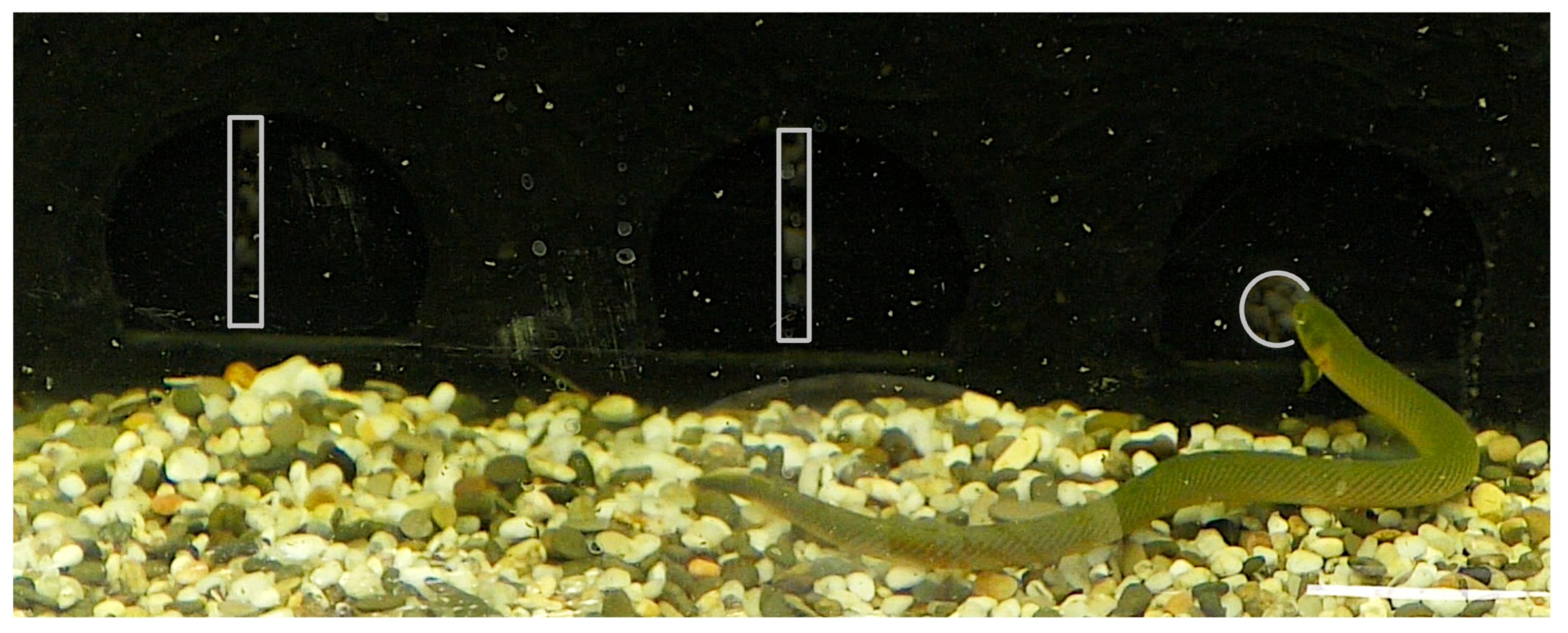 Animals 15 03231 g002