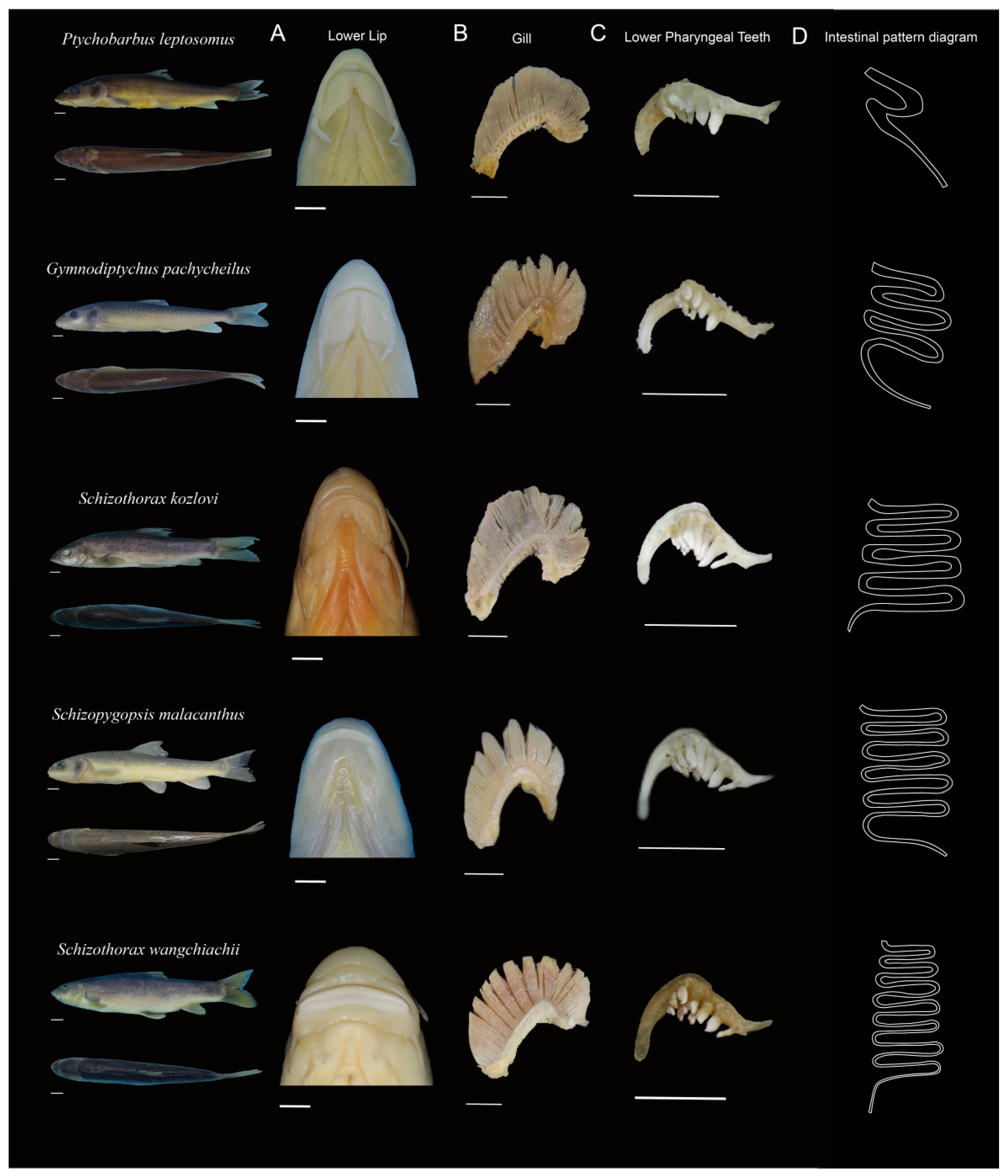 Animals 15 03242 g002 Animals 15 03242 g002