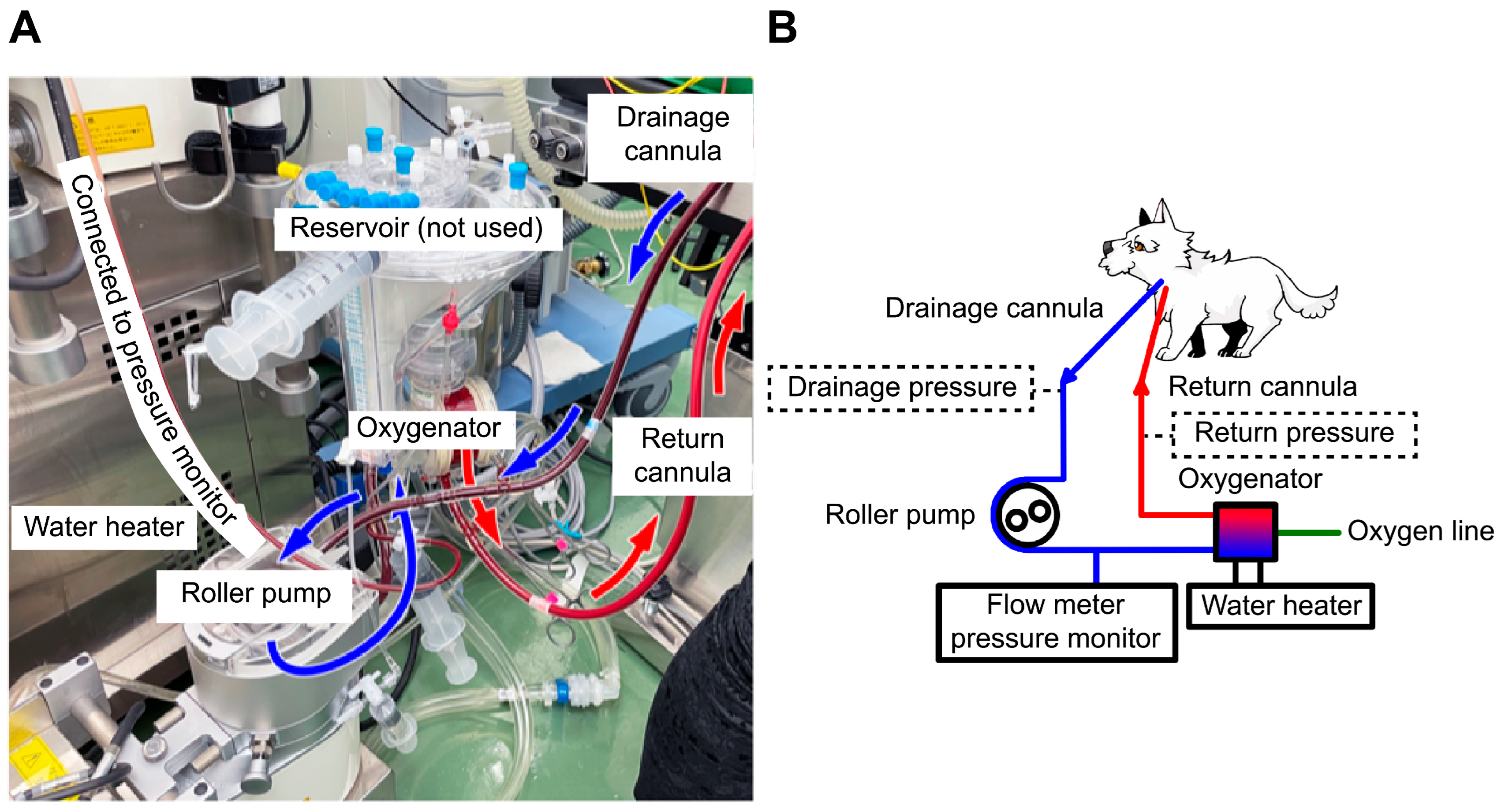 Animals 15 03247 g002 Animals 15 03247 g002