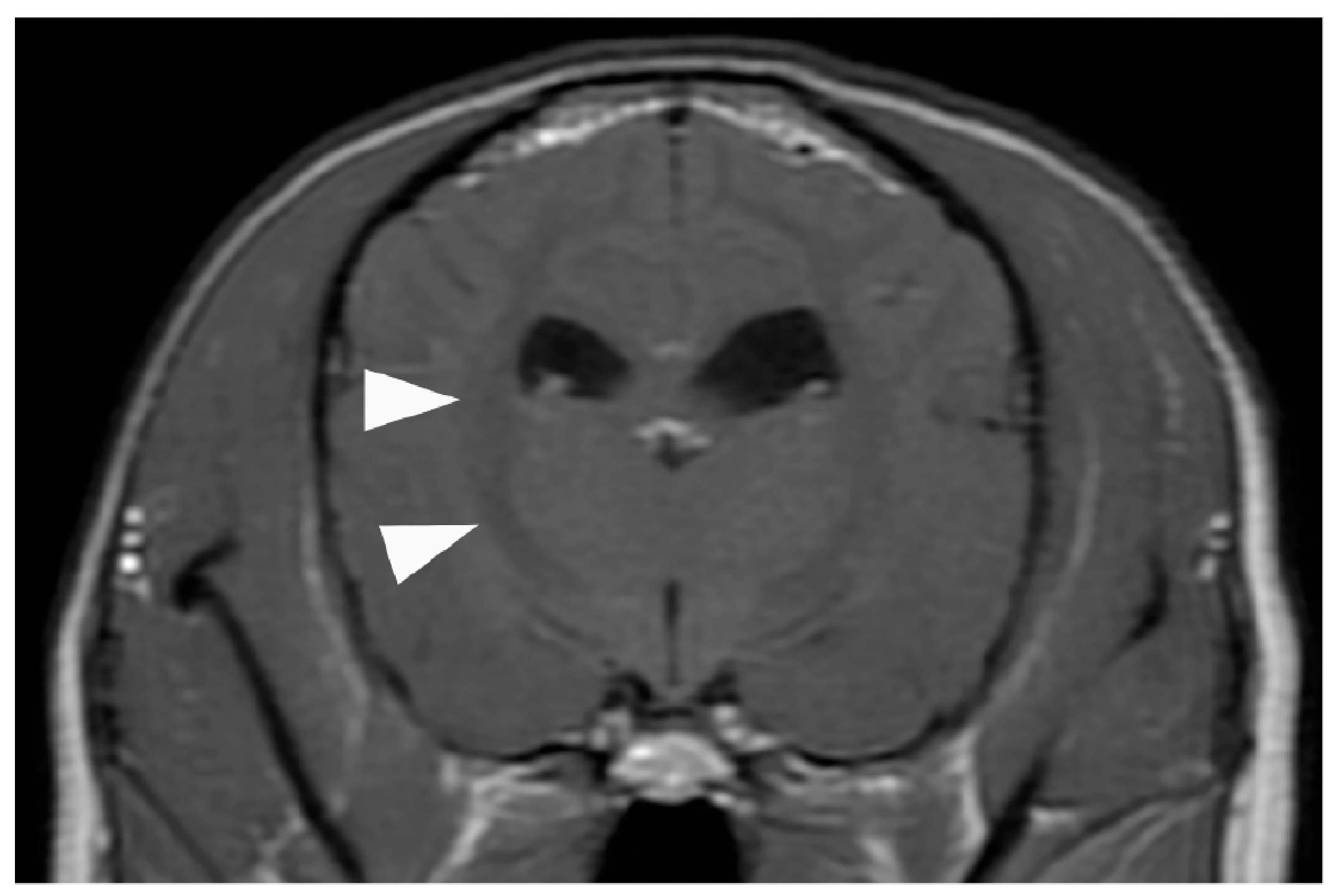 Animals 15 03247 g004 Animals 15 03247 g004