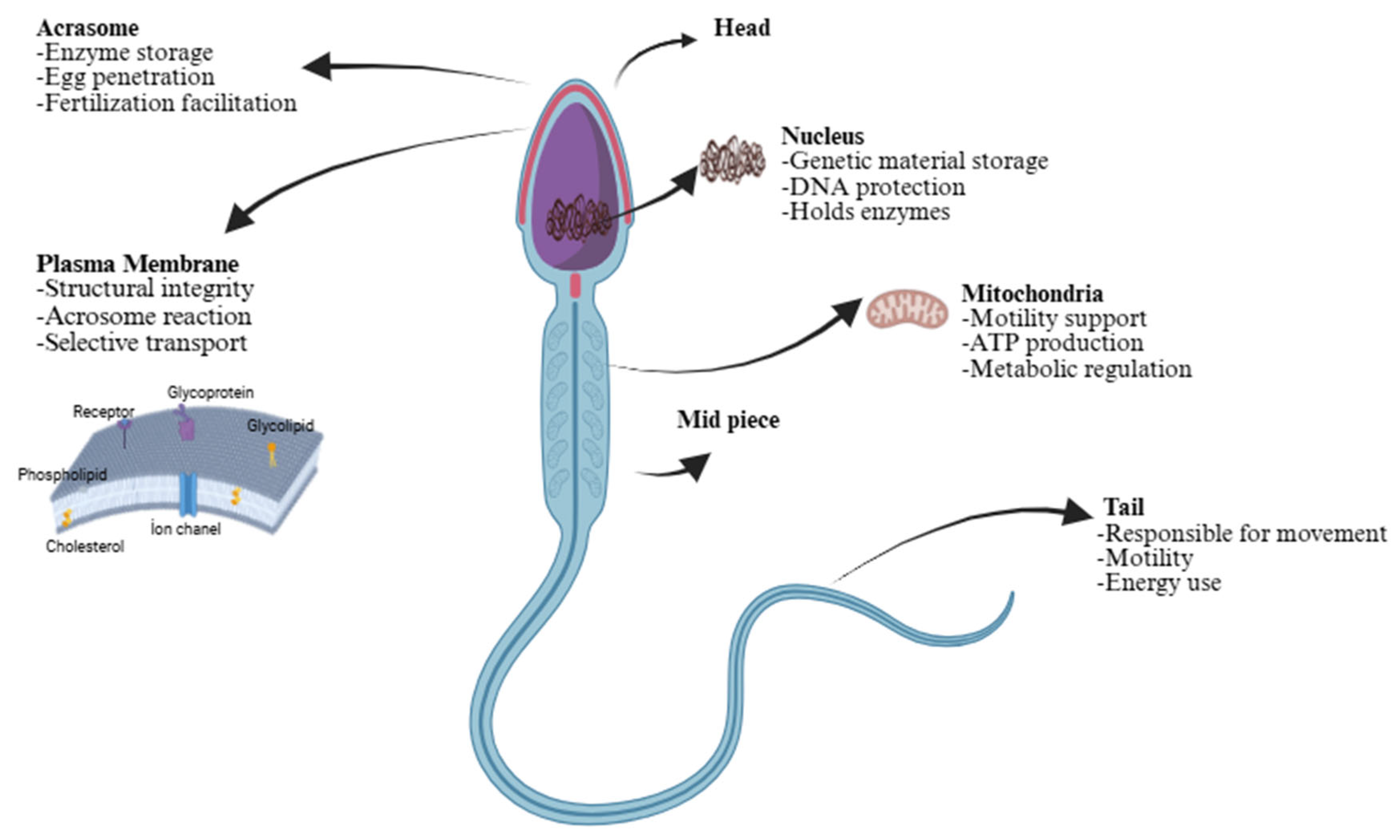 Animals 15 03248 g001