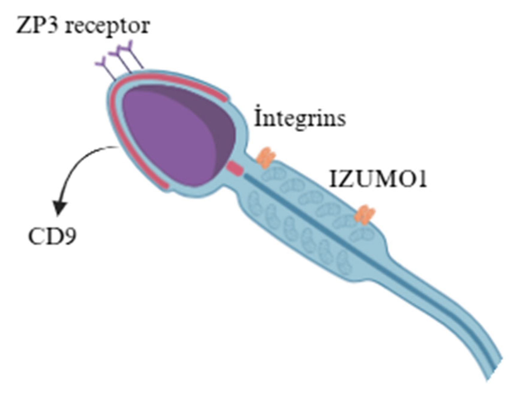 Animals 15 03248 g002