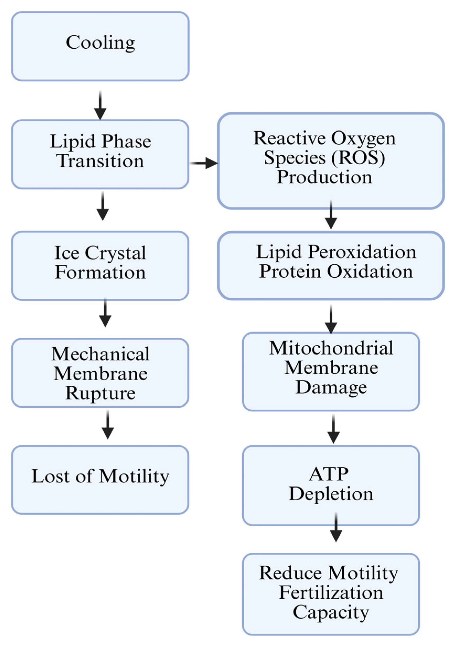 Animals 15 03248 g003