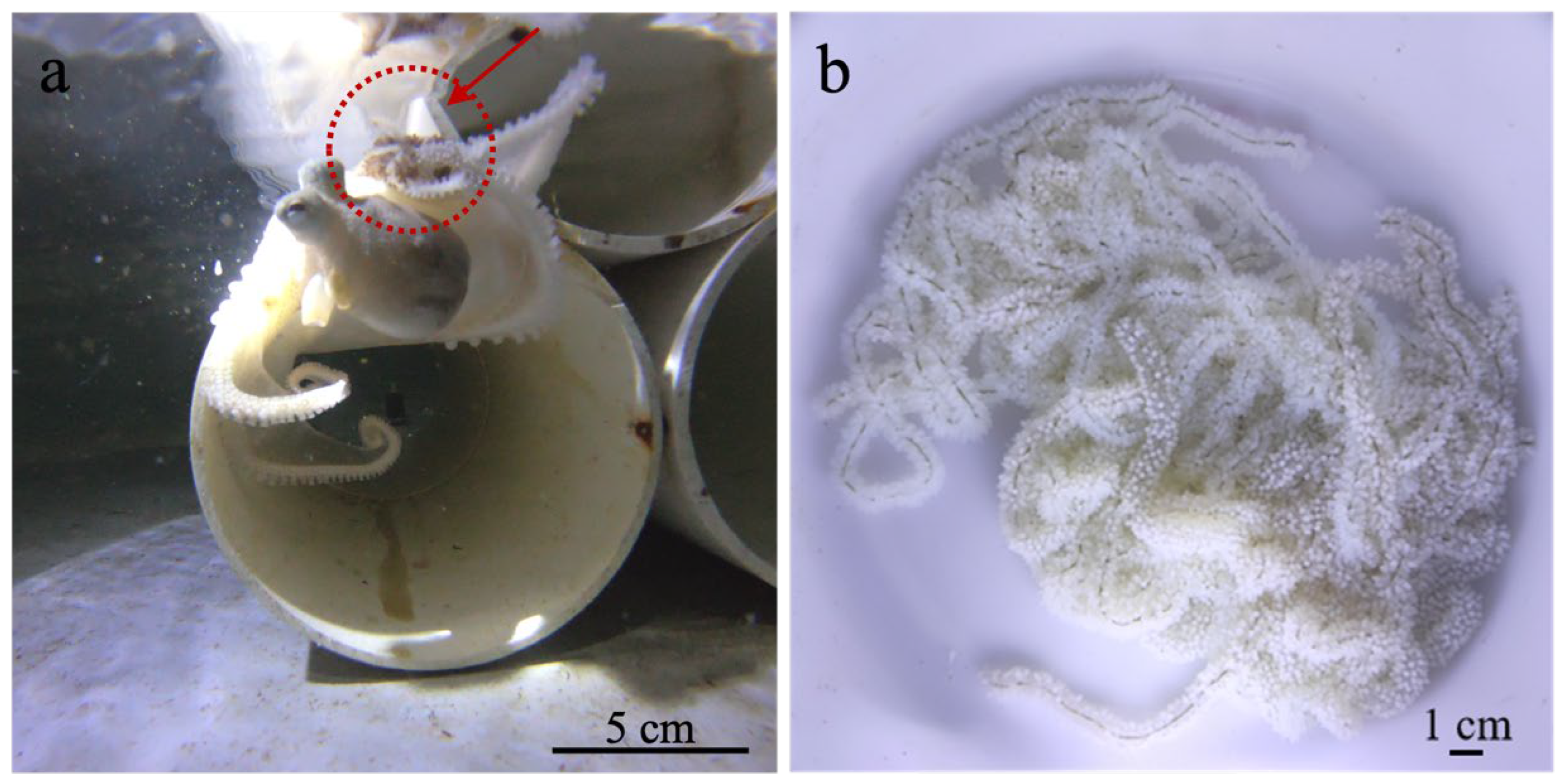 Animals 15 03249 g001