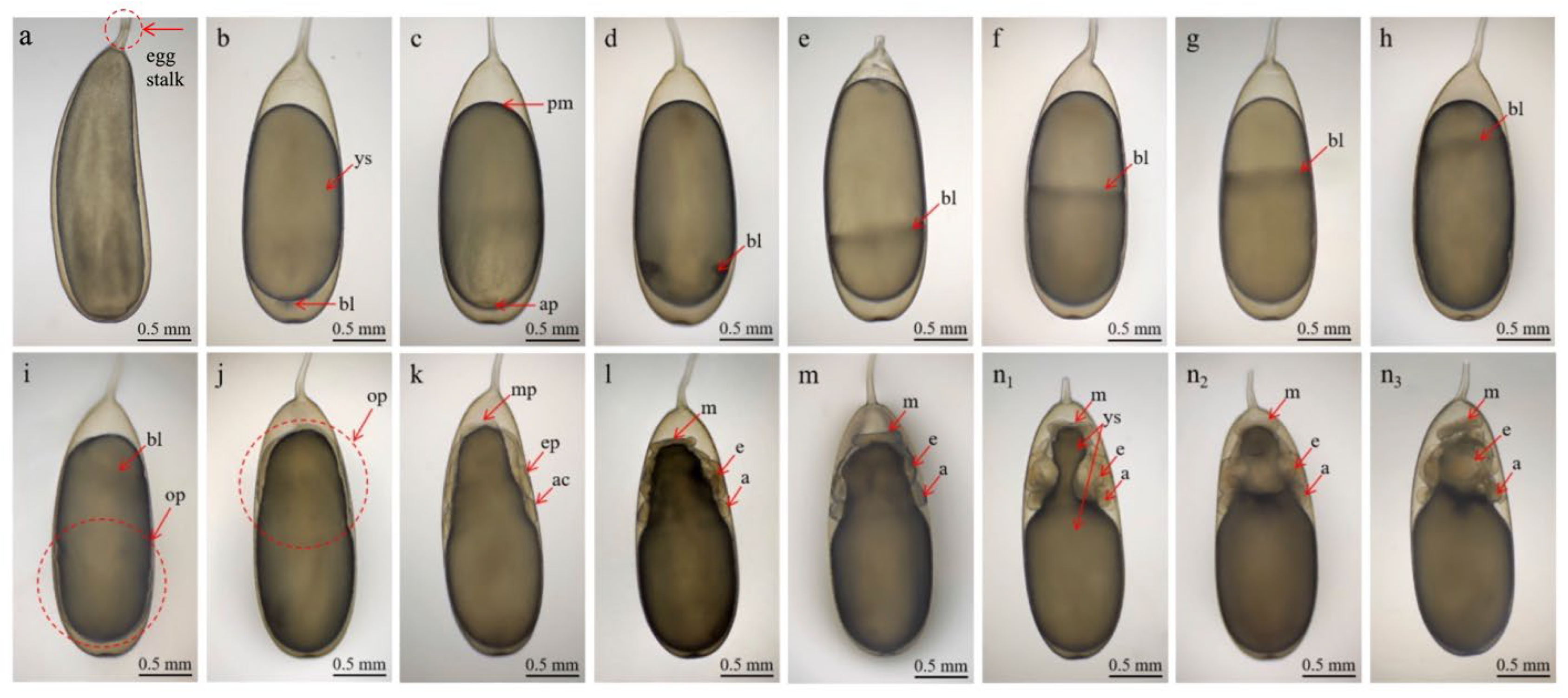 Animals 15 03249 g002