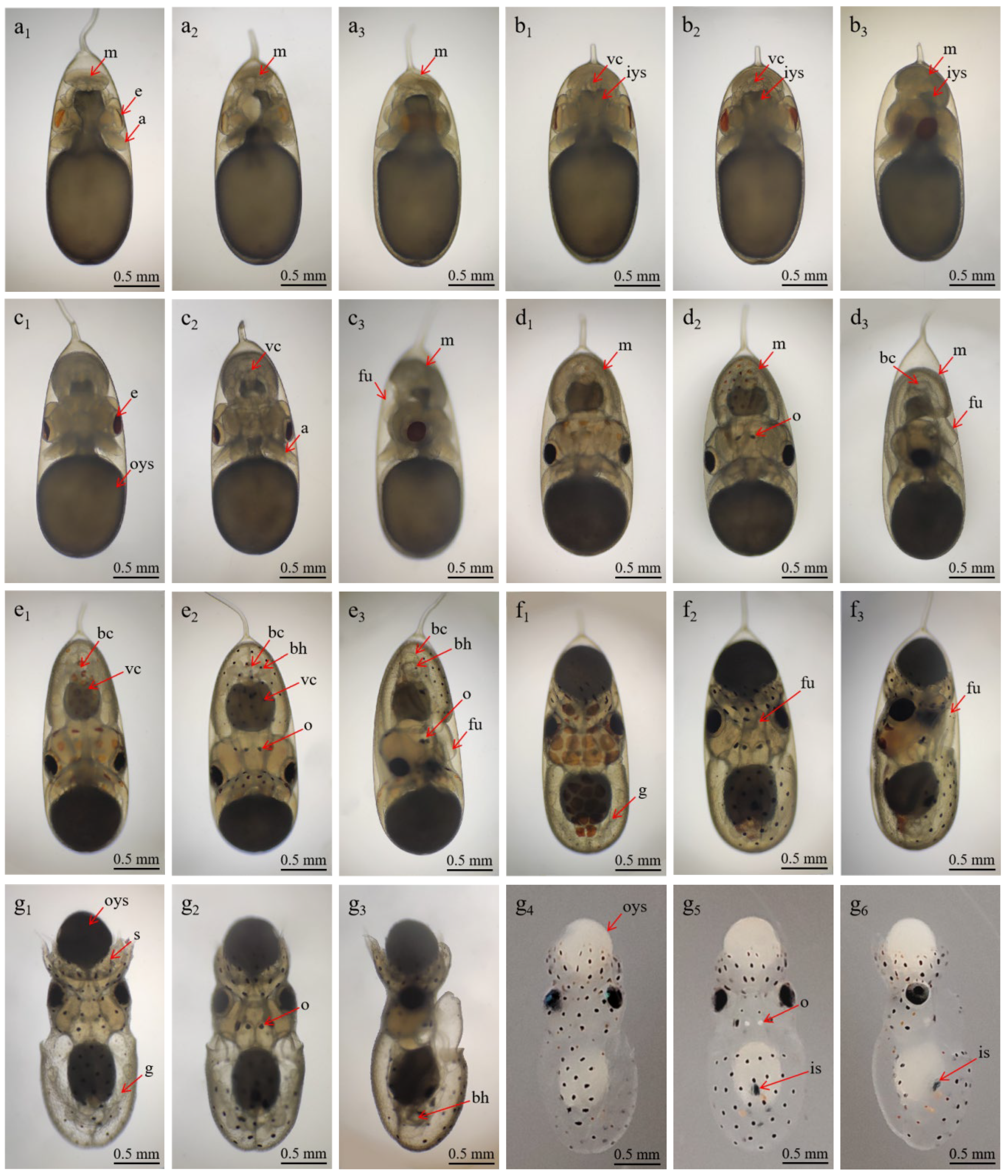 Animals 15 03249 g003