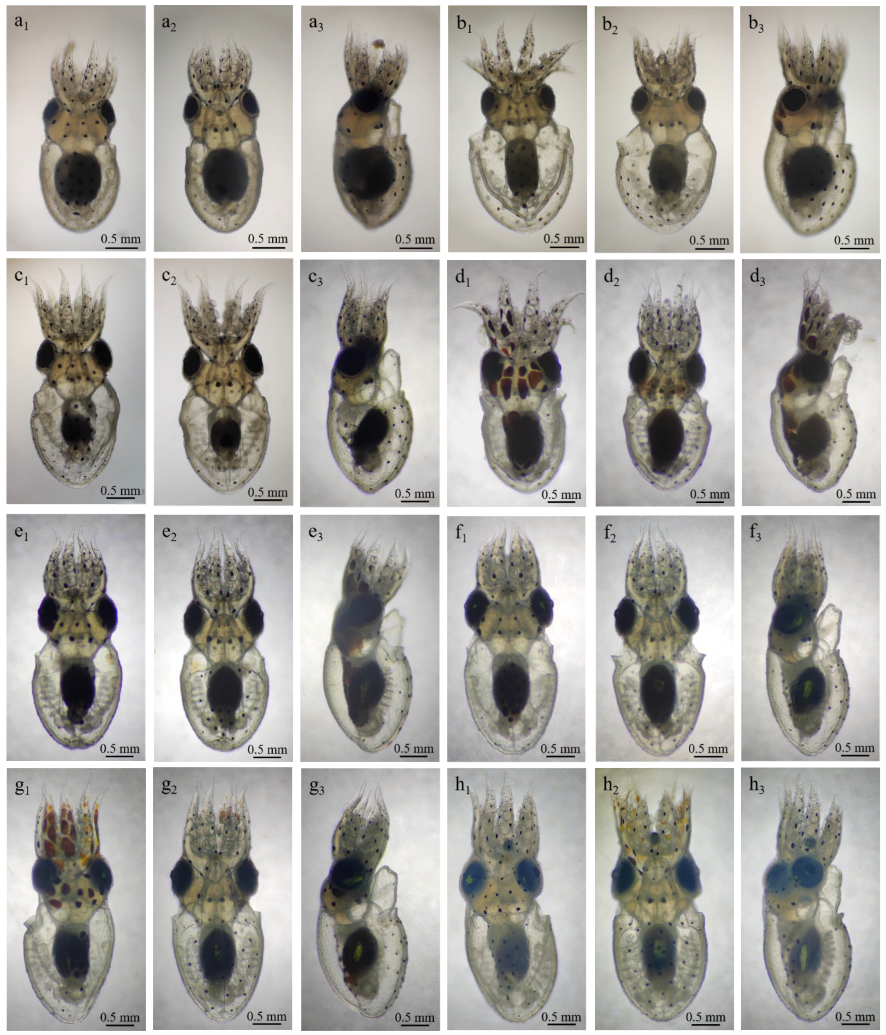 Animals 15 03249 g005