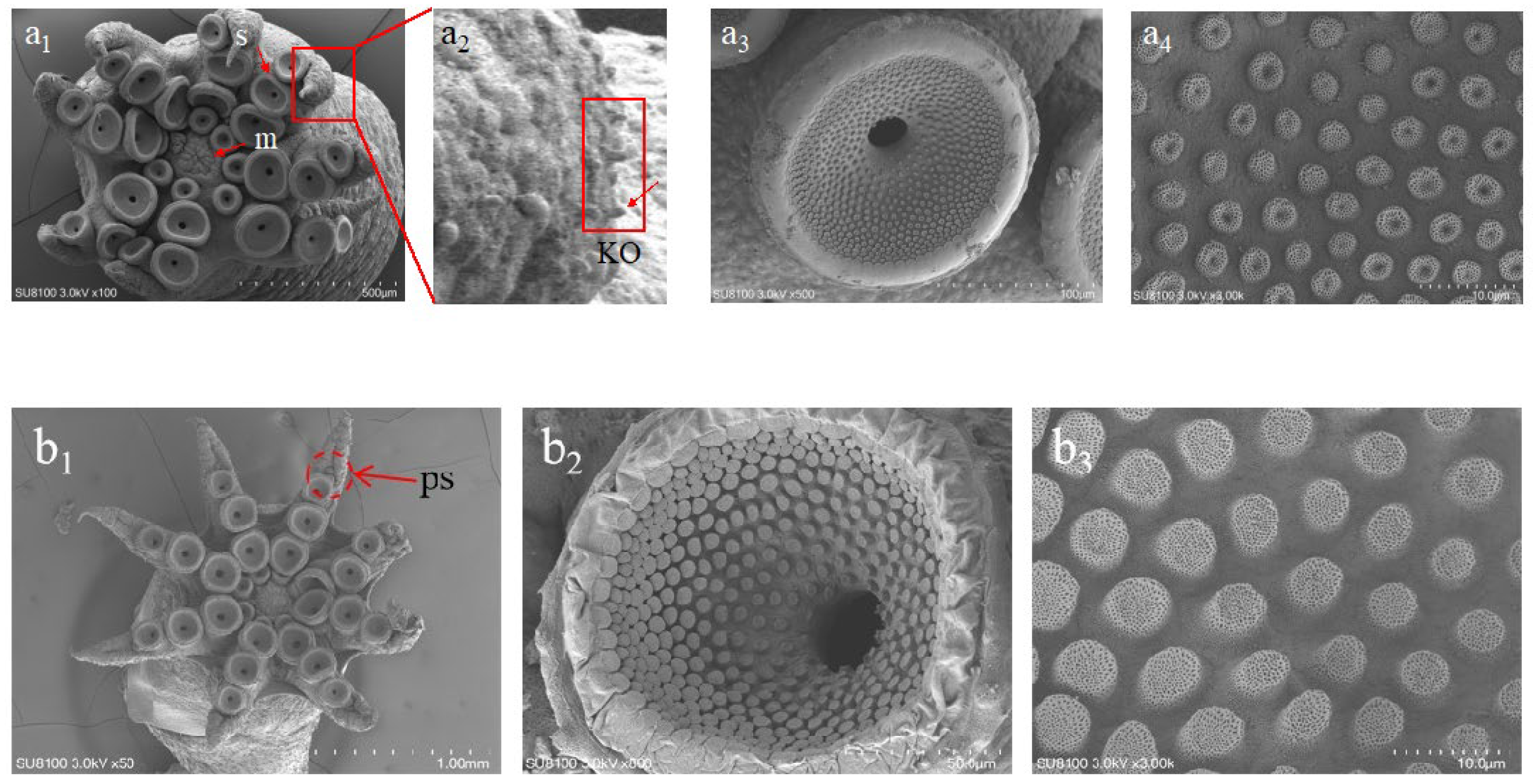 Animals 15 03249 g006