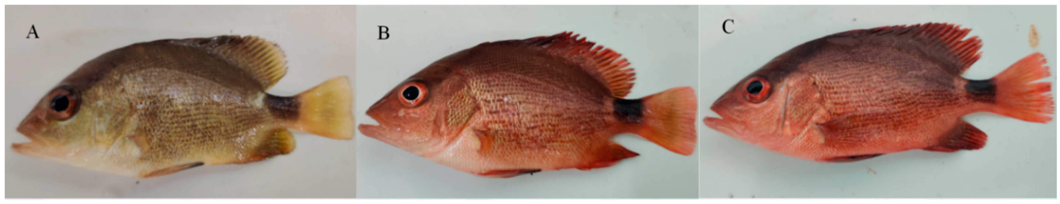 Animals 15 03257 g001