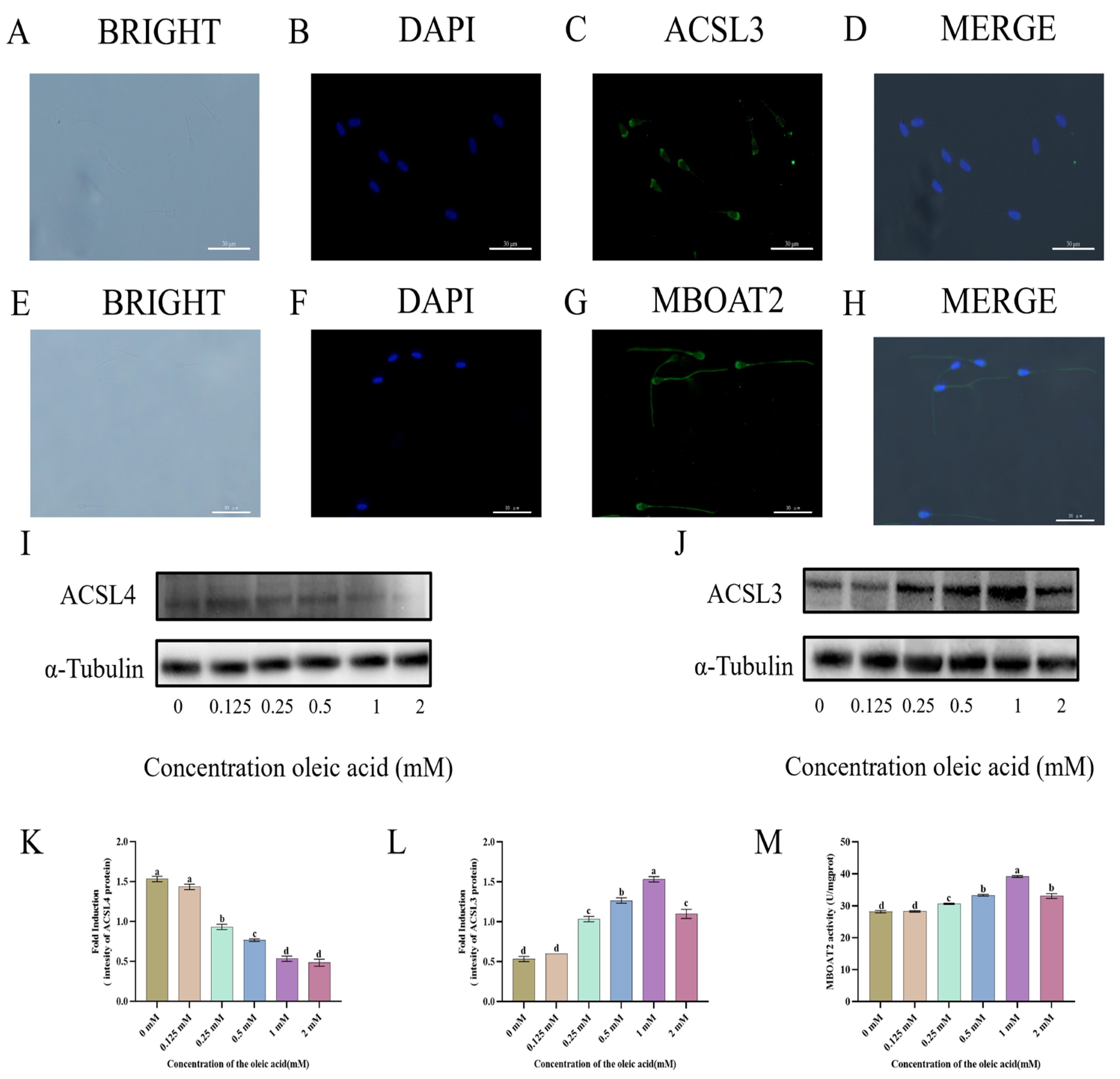 Animals 15 03258 g004 Animals 15 03258 g004