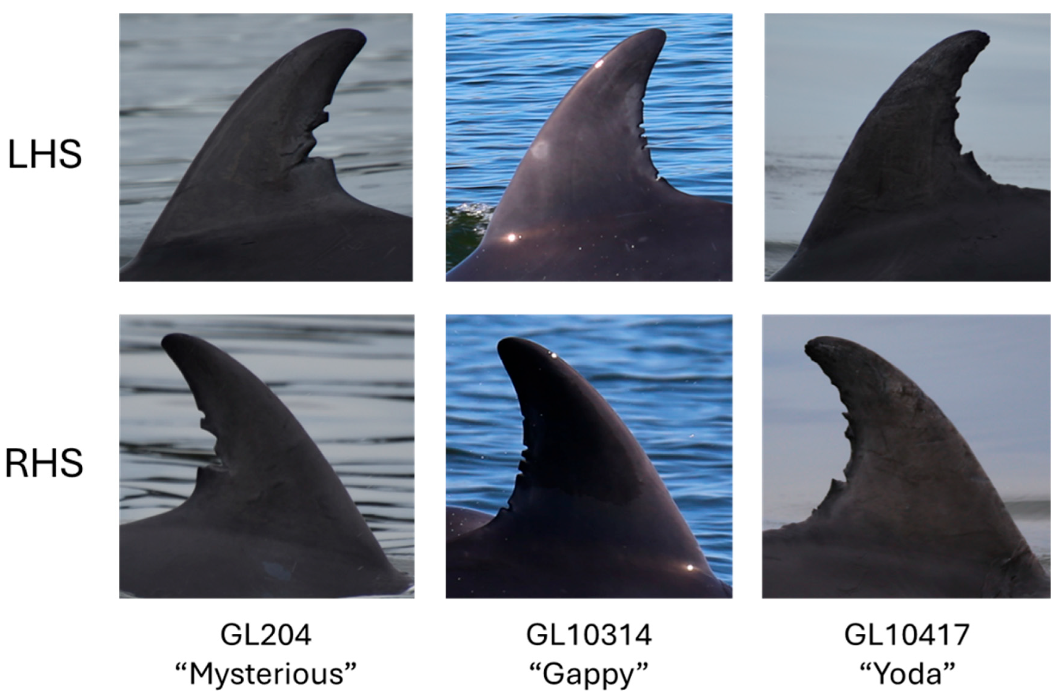 Animals 15 03259 g002