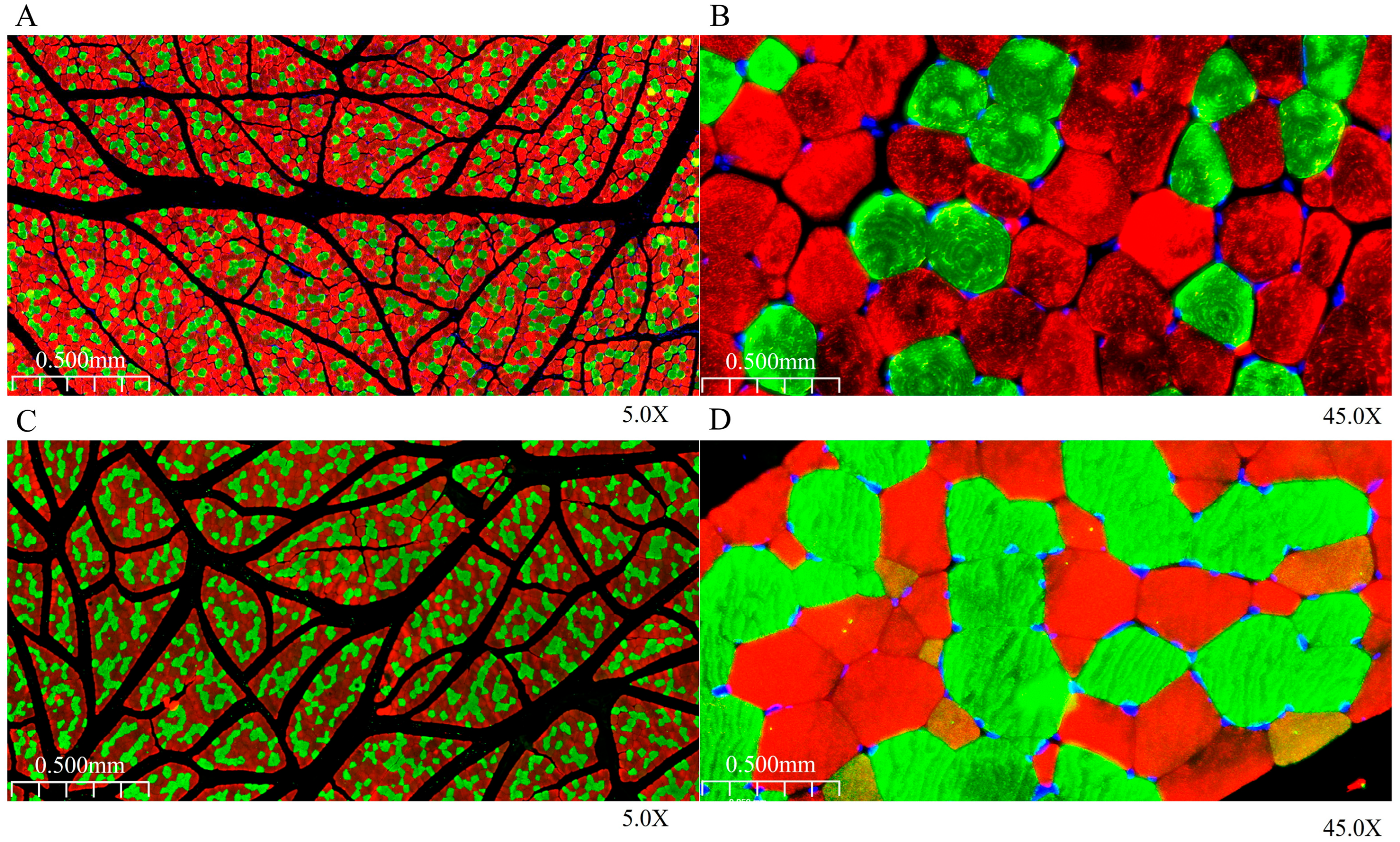 Animals 15 03265 g003