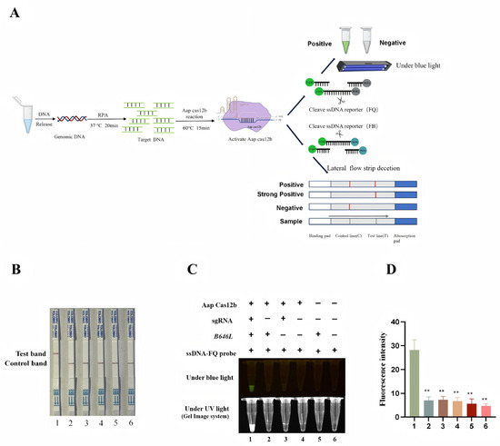 Development of Visual Detection of African Swine Fever Virus Using