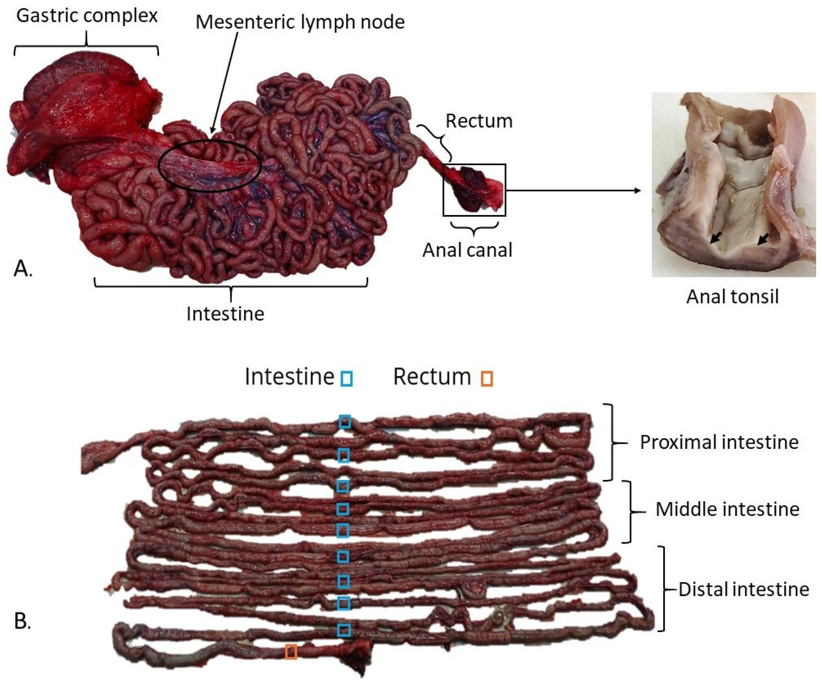 Animals 15 03277 g001 Animals 15 03277 g001